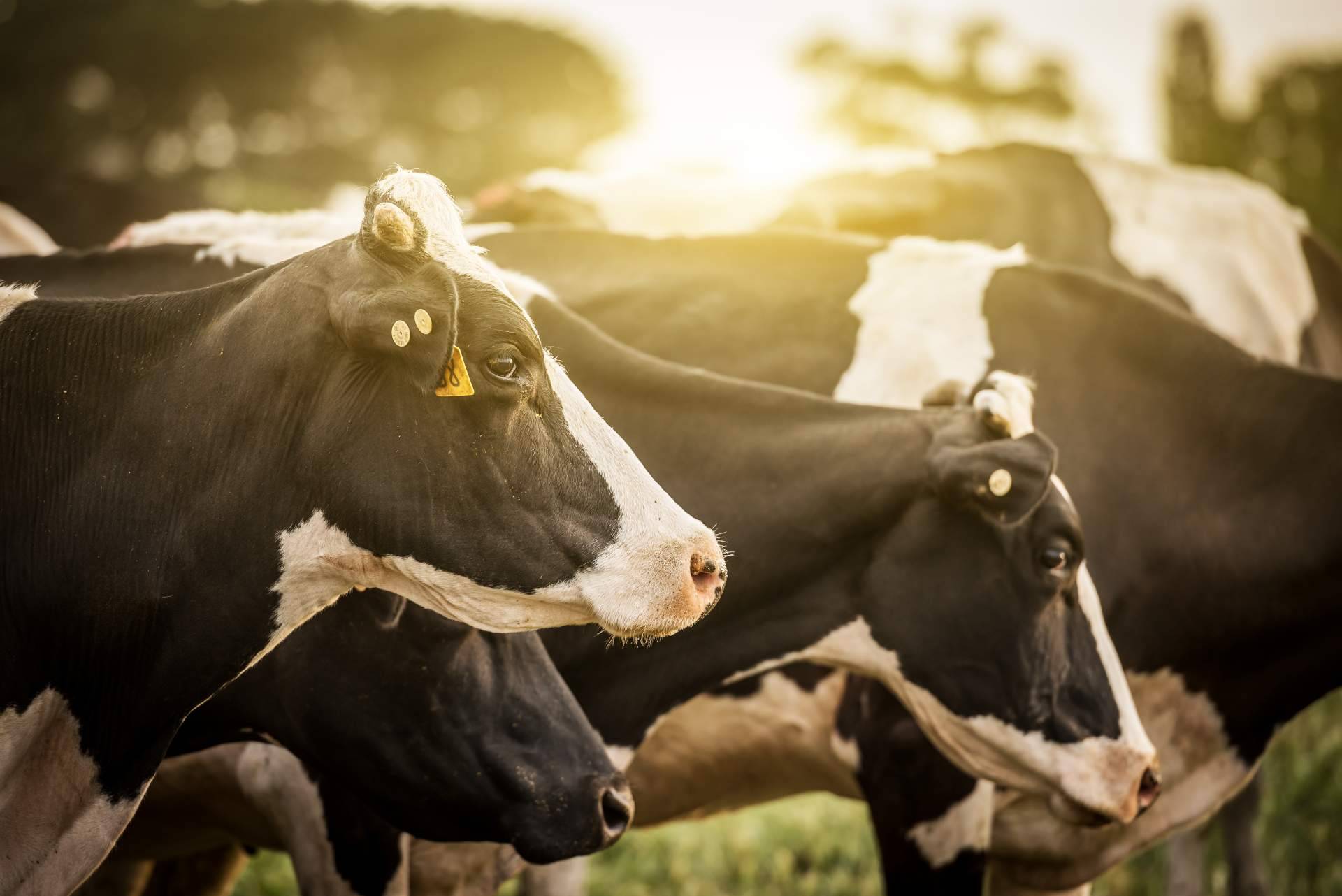 Hablar con las vacas, el hito conseguido por dos empresas gallegas