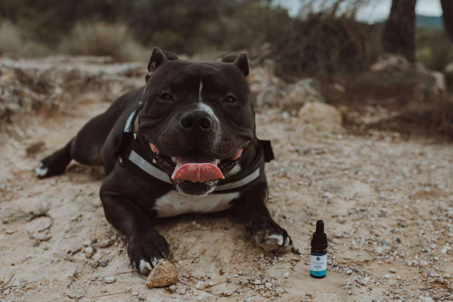 Aceite de CBD para mascotas de la mano de Weedness CBD