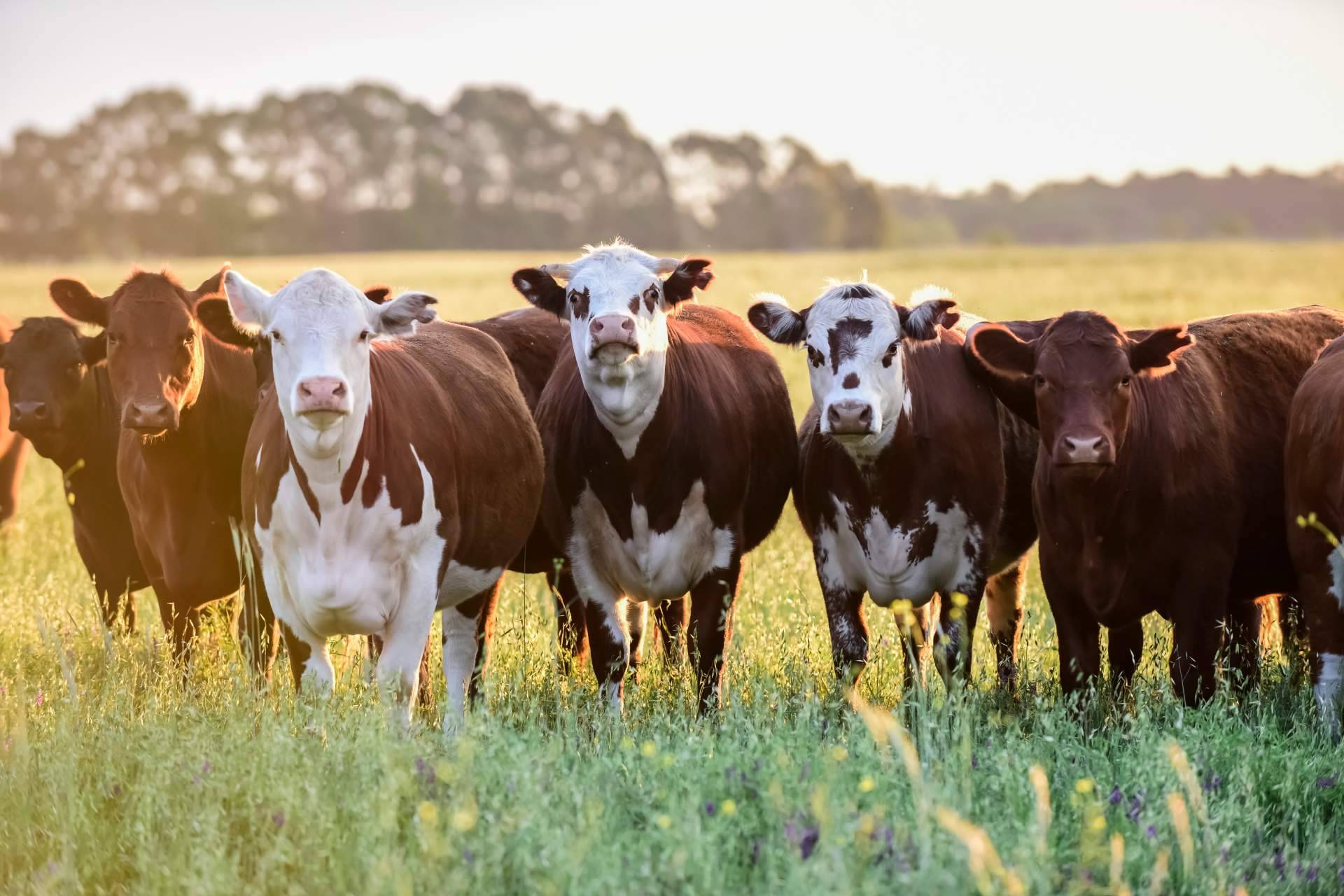 Dos empresas gallegas saben cómo hablar con las vacas, Innovación ganadera