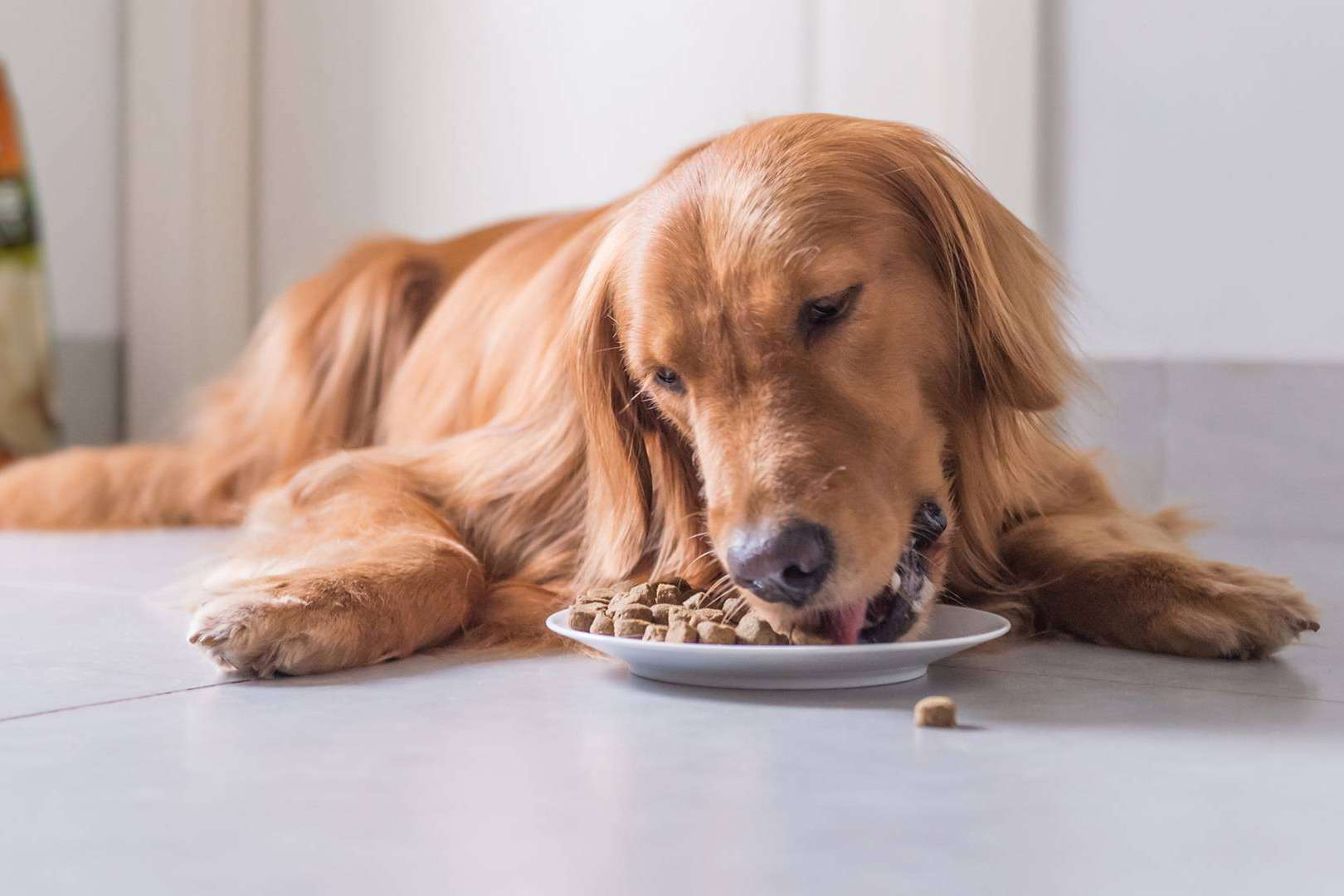La cuestión de si la dieta BARF es una comida natural para perros