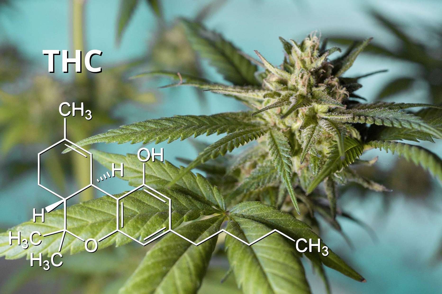 Los beneficios del cannabis en la salud de la mano de Canna Rural
