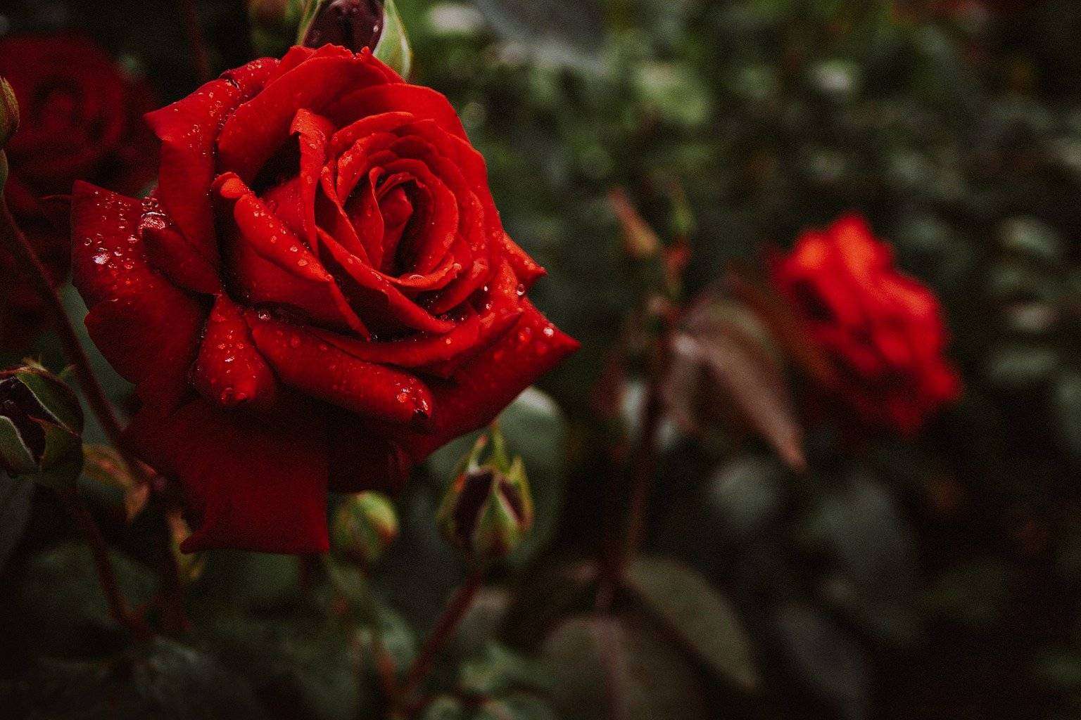Parar y oler las rosas de la mano del Protocolo Zeloni Magelli