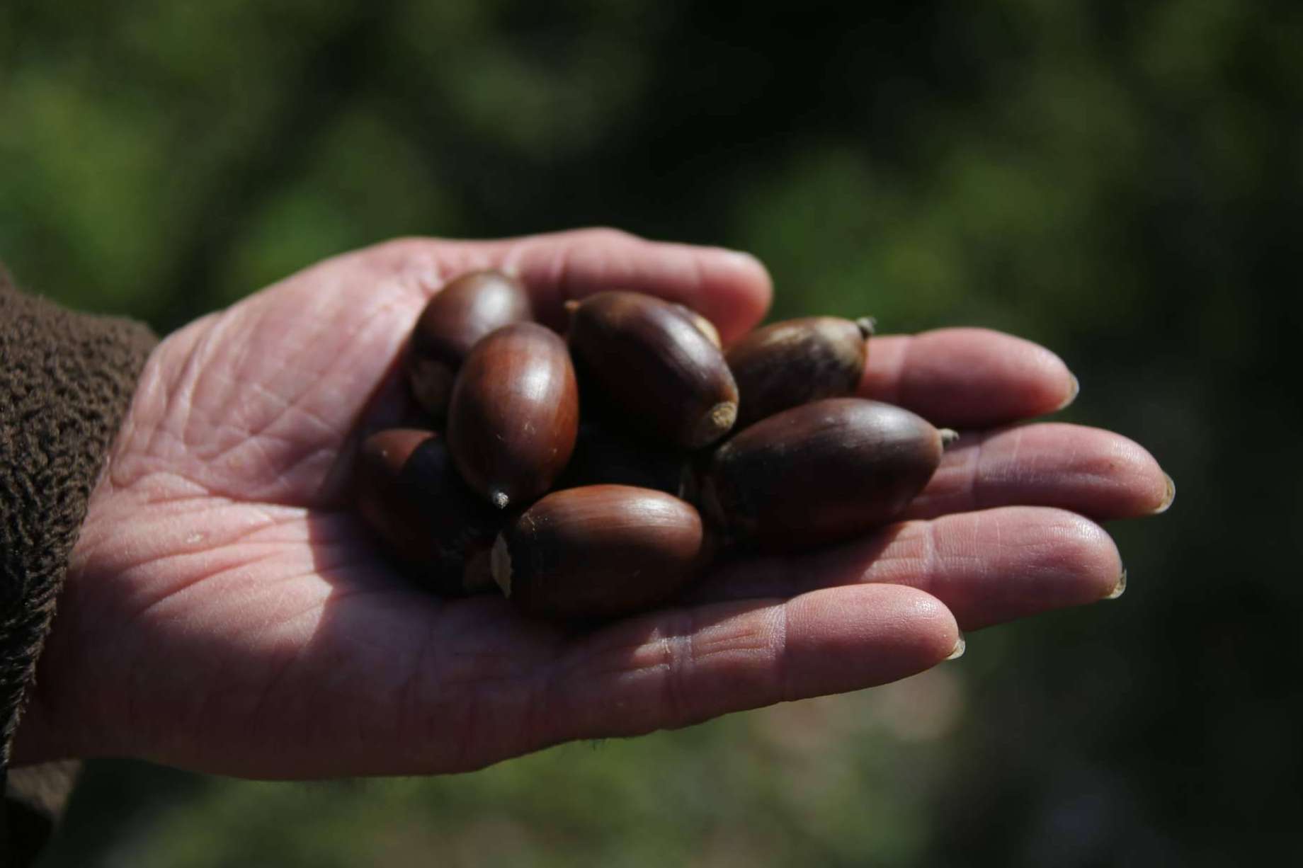¿Por qué adquirir embutidos e ibéricos sostenibles de calidad de cara a la Navidad de la mano de Don Ibérico?
