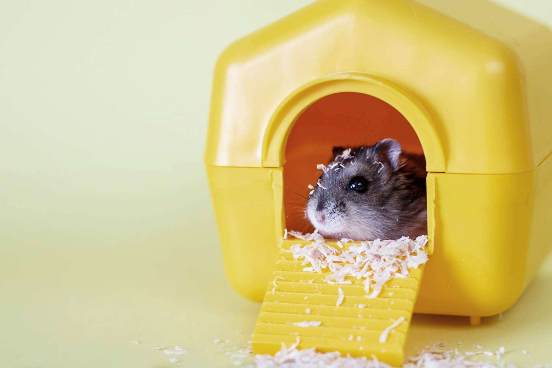 Todo lo necesario para la higiene en roedores, en LovePets