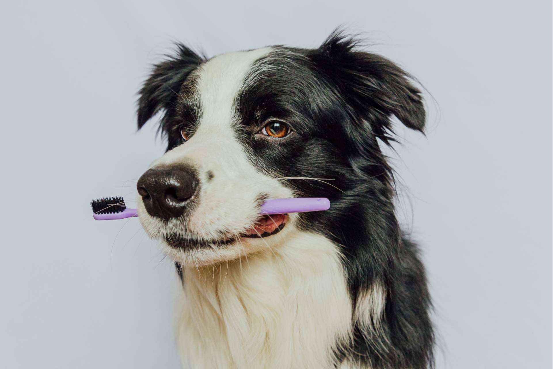 LovePets sobre las ventajas de los masticables para la salud dental de los perros