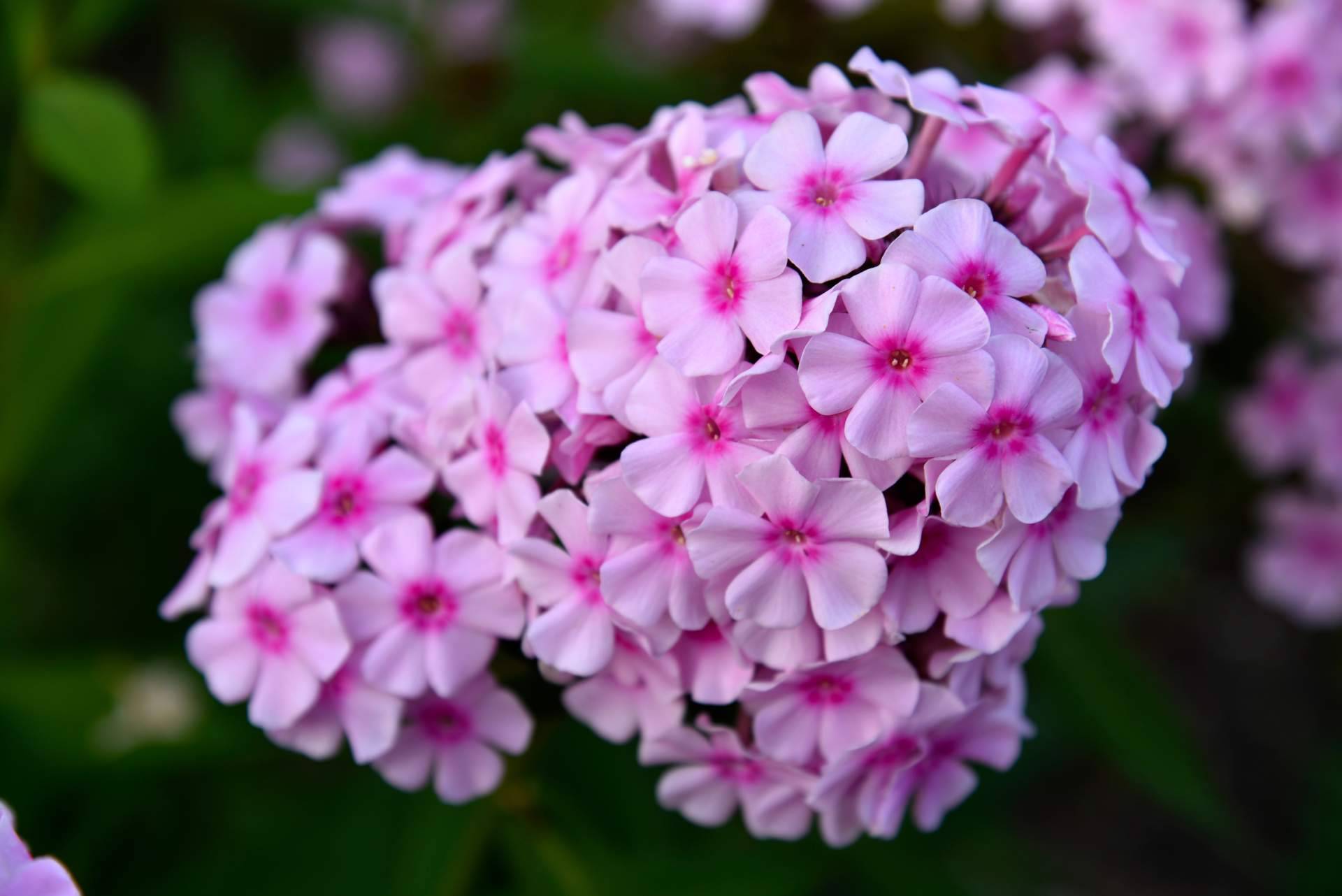 Rosistirem, el espacio en Madrid donde comprar paniculata de colores