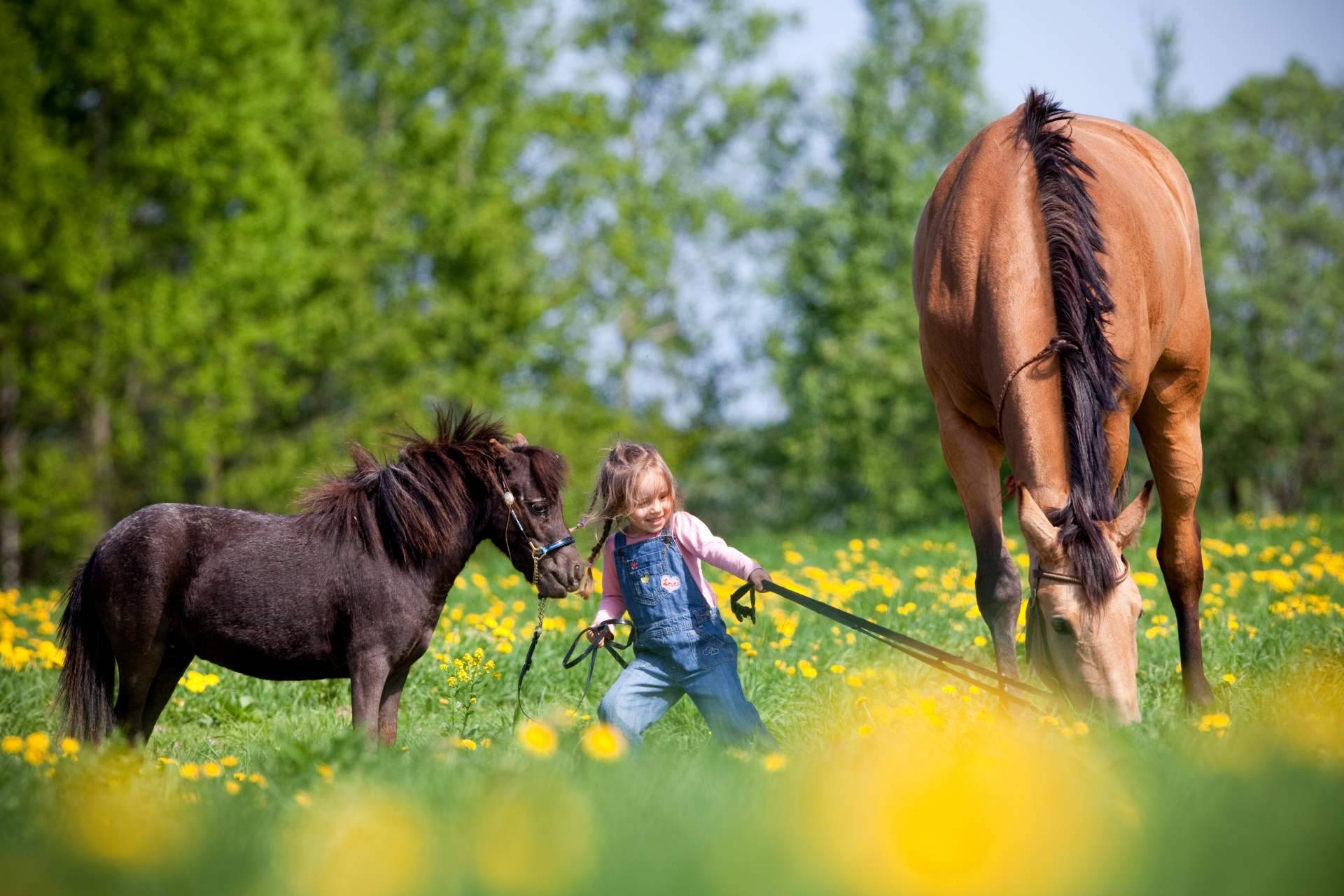 Cuáles son las propiedades de la leche de yegua, una de las mejores para los humanos