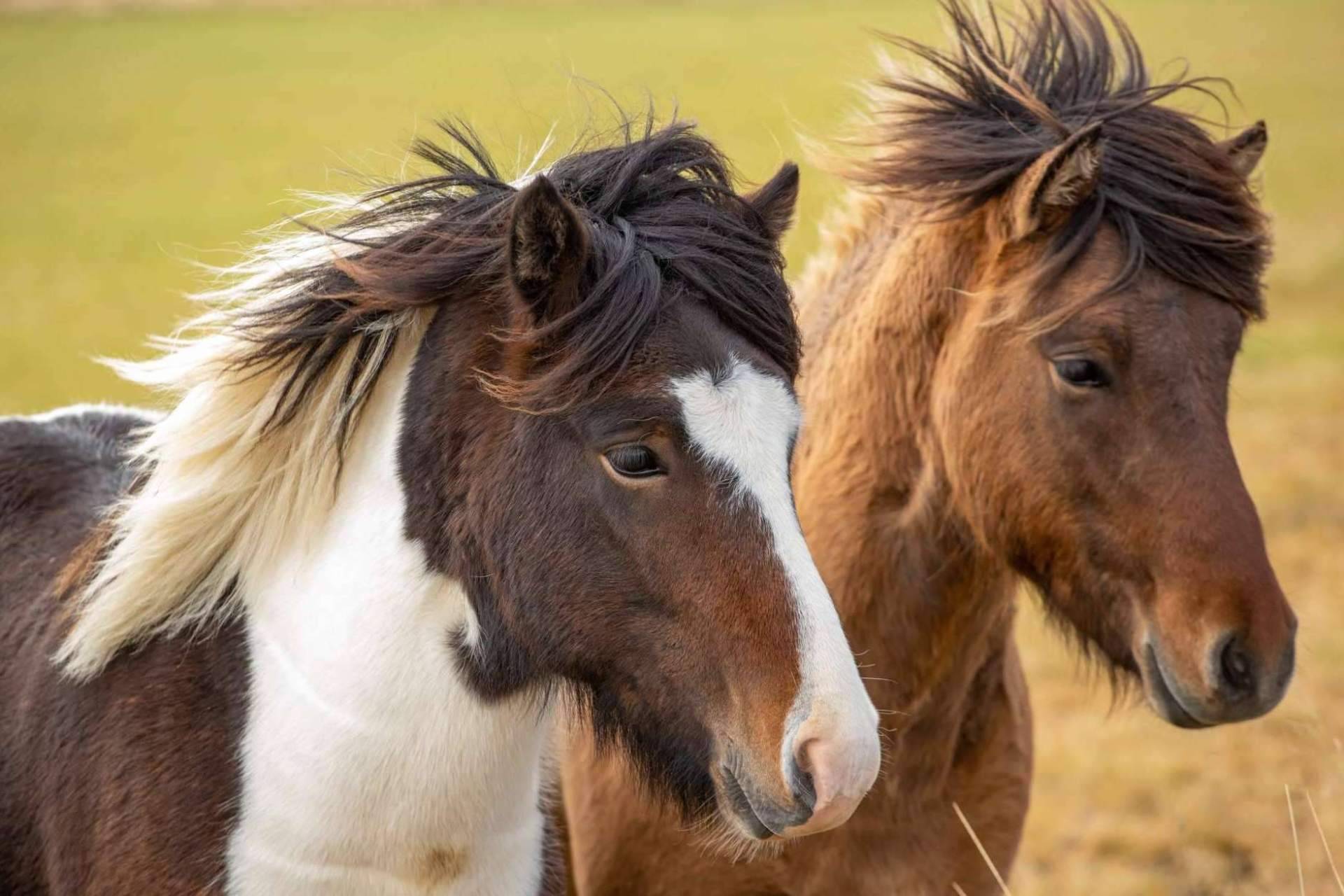 Los expertos de Aldu Experience permiten conocer cada rincón de Islandia