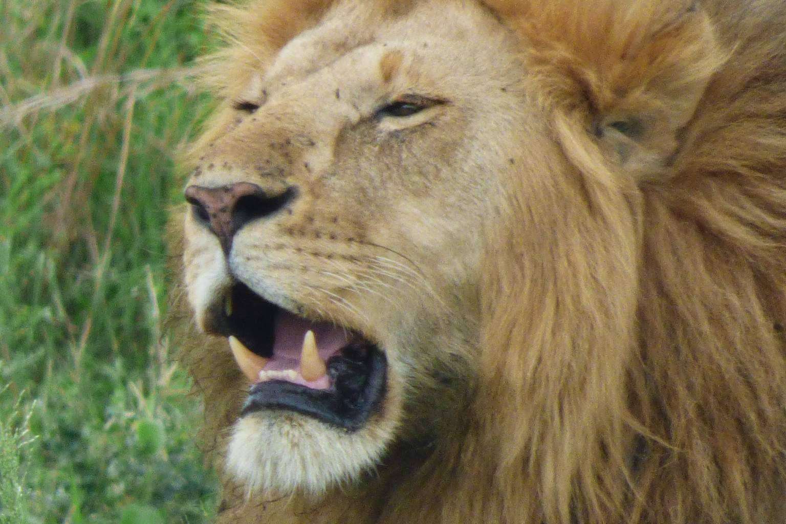 Safari en Uganda