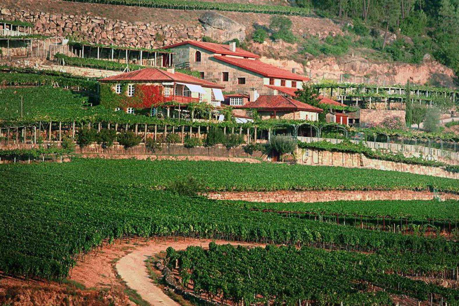 Tras la compra de la bodega por el grupo Jose Pariente, Difersa & Primavinia es el nuevo distribuidor de A Vilerma (D.O. Ribeiro)