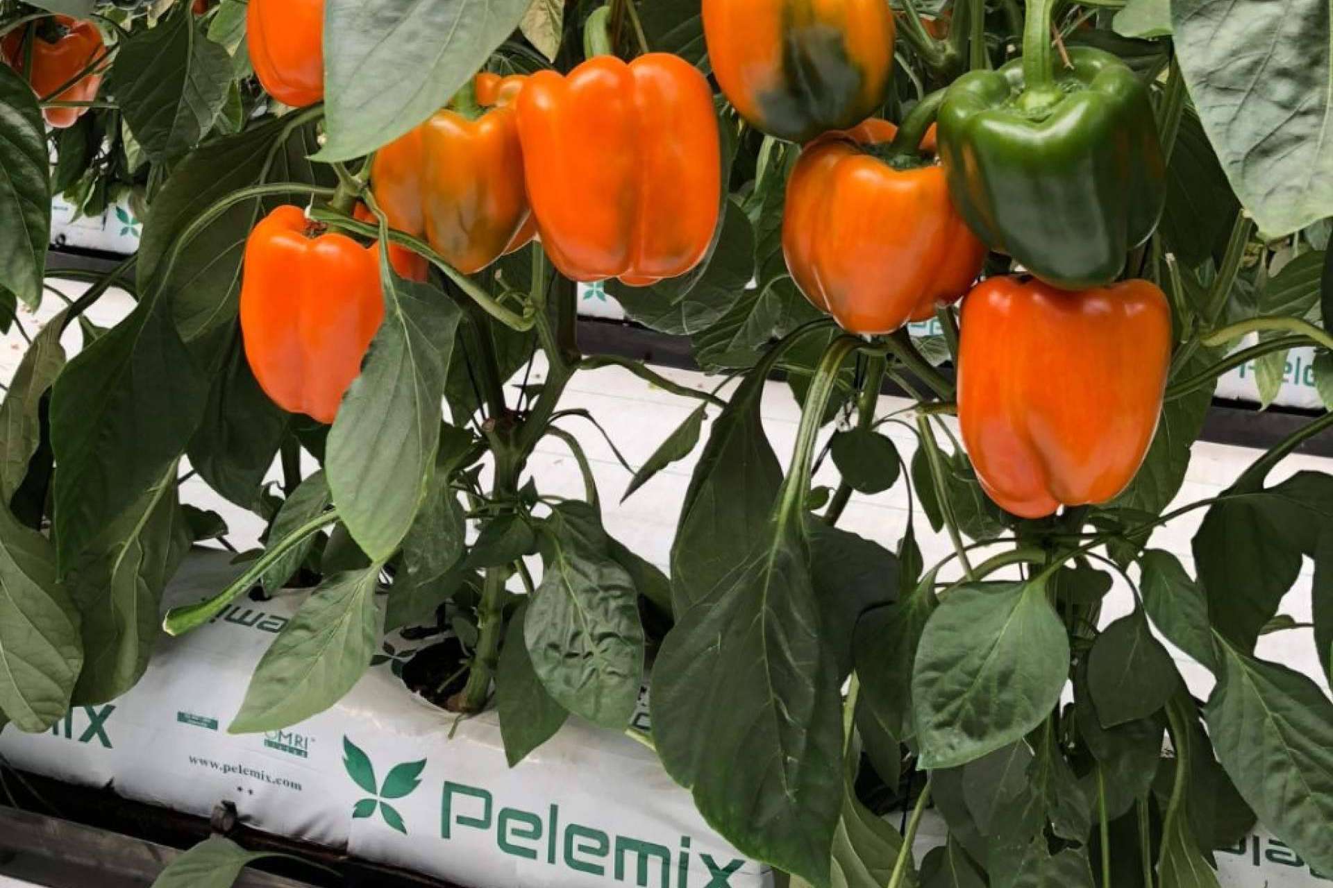 La revolución sostenible. Las bolsas de cultivo de Fibra de Coco de Pelemix