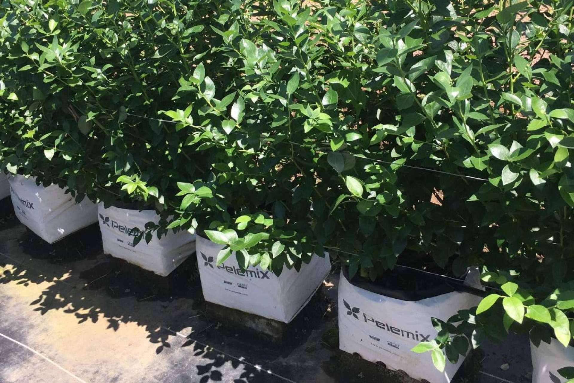 Pelemix, la solución de futuro sostenible para el cultivo de arándanos a través de su fórmula 3B