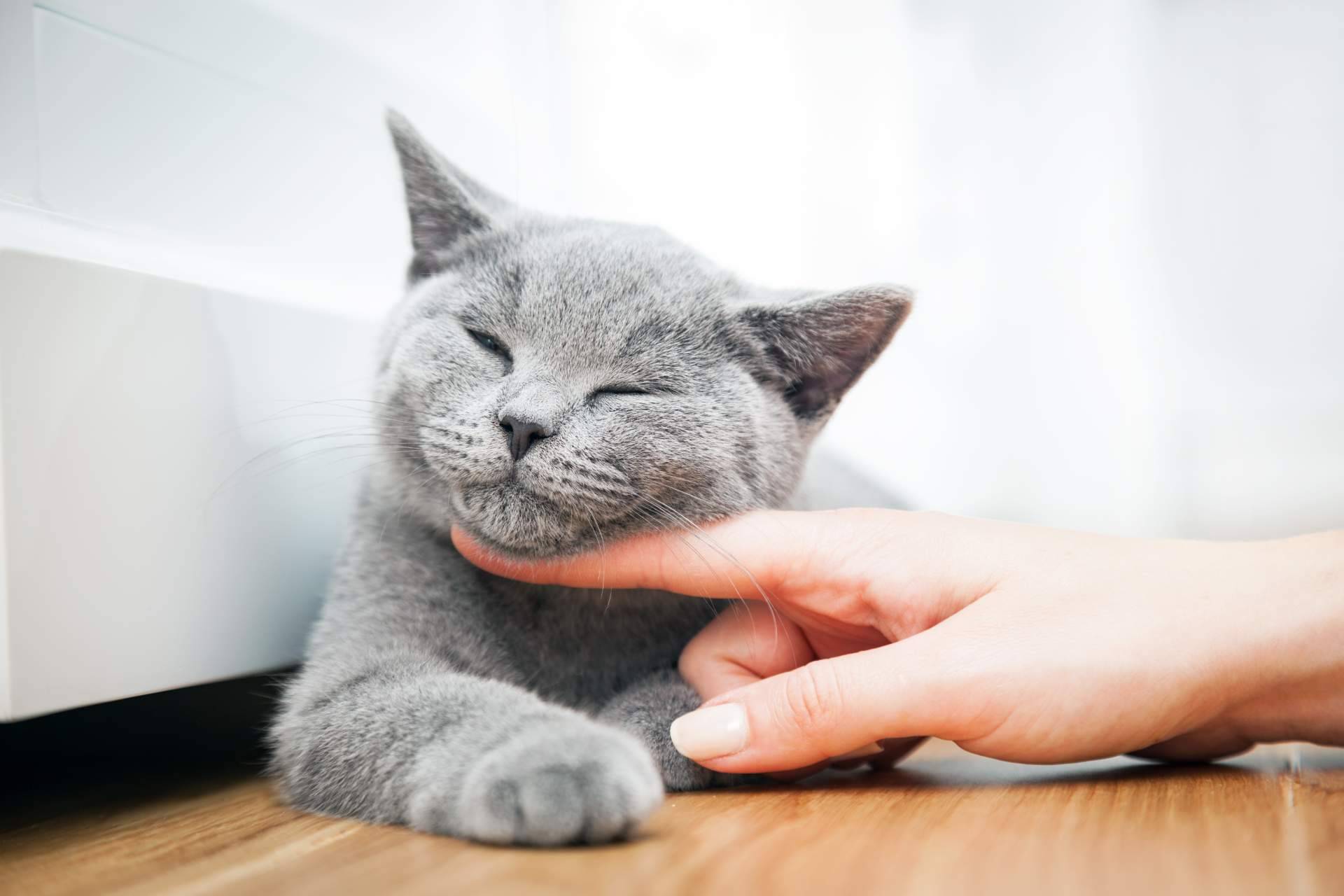 Canxana, cuidado completo para la alimentación del gato