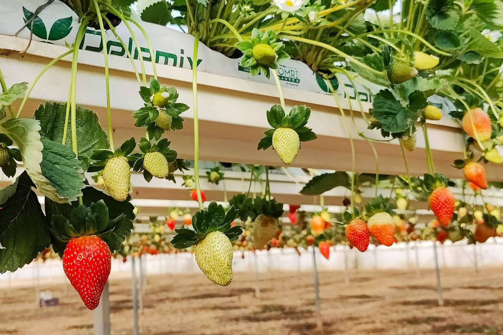 Cultivo de fresas saludables con las bolsas de cultivo de Pelemix