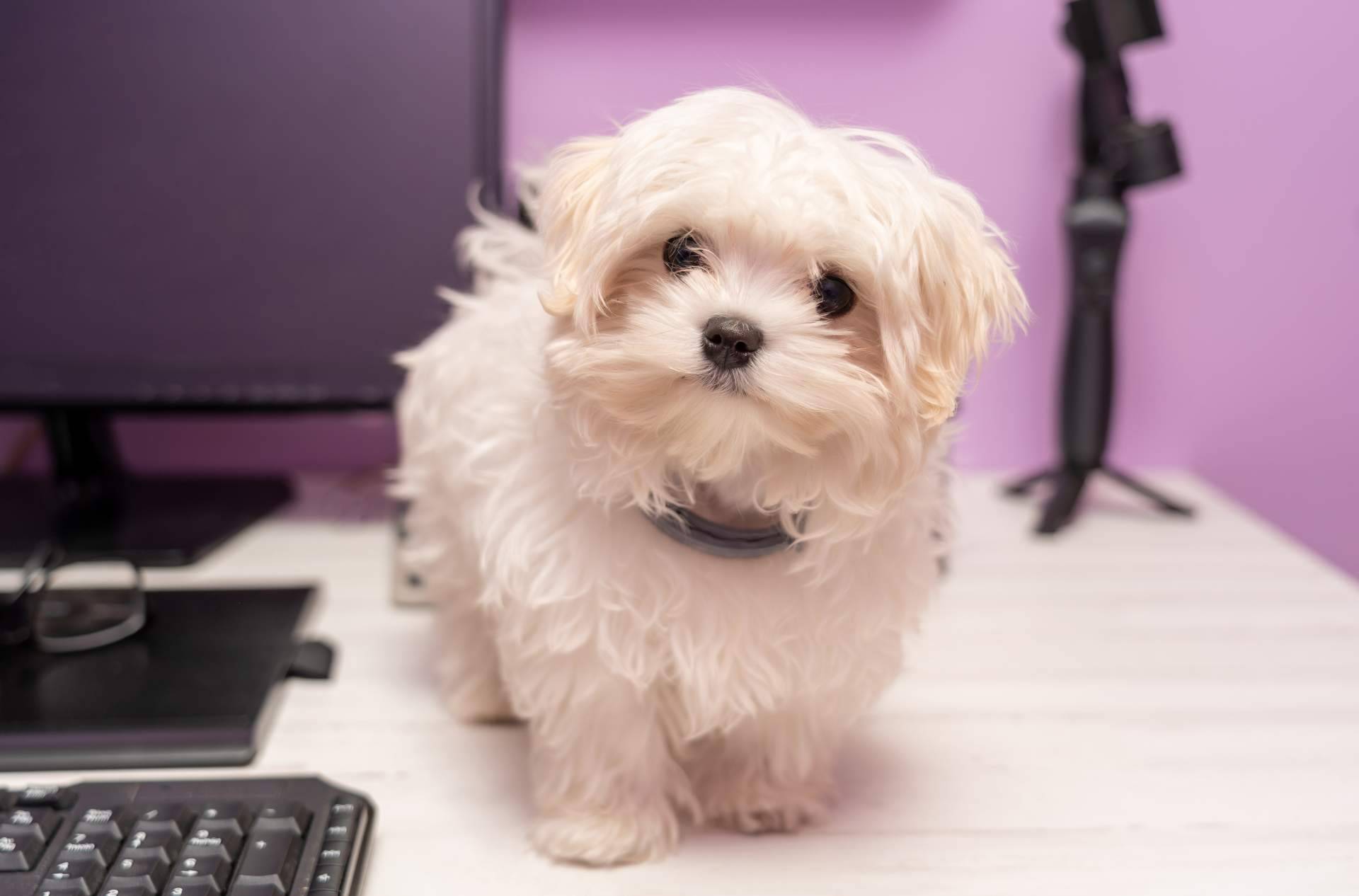 Todo sobre el enfriamiento canino, explicado por CanXana