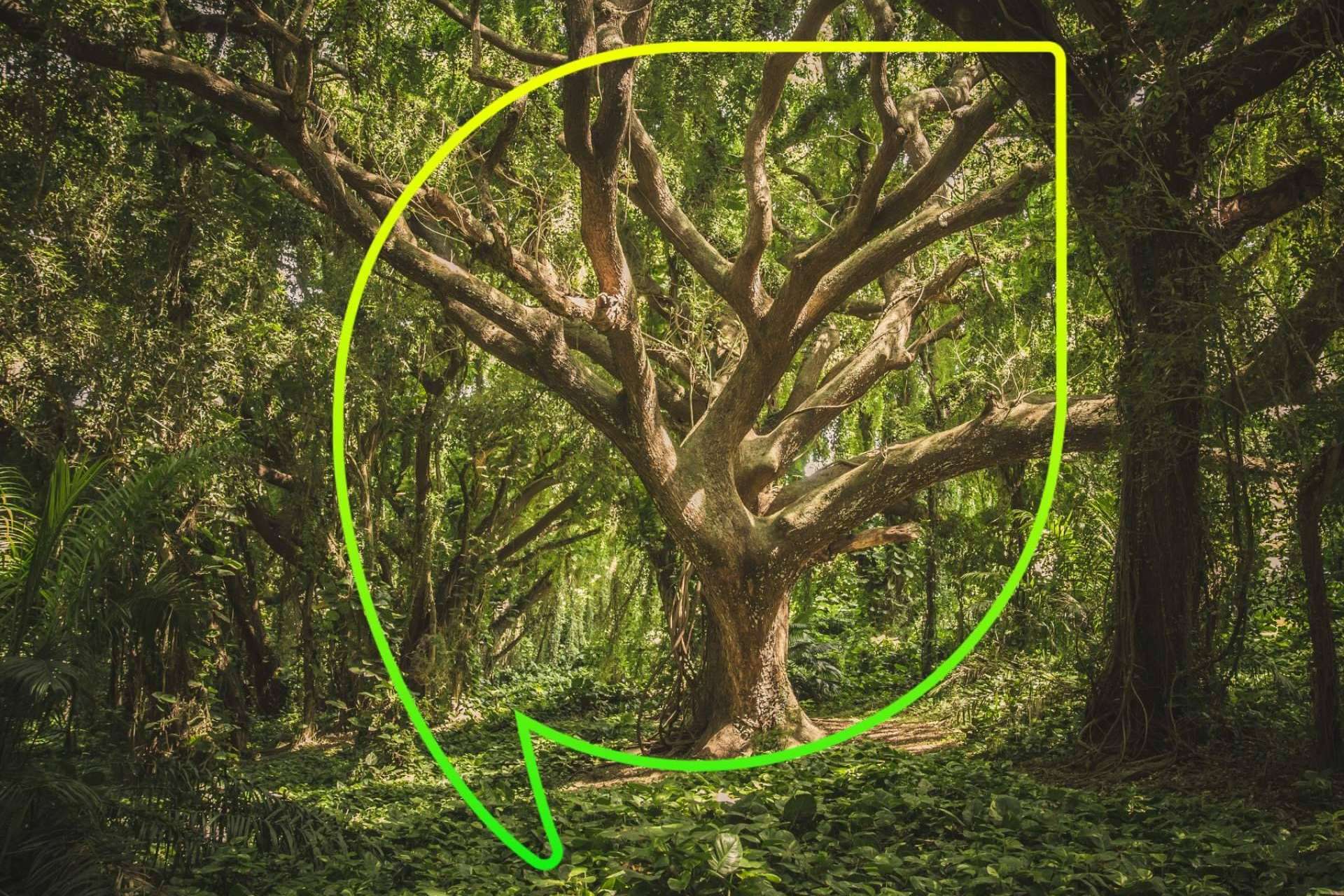 Celebración del Día del Árbol por EccoFreight con más de 4.000 árboles plantados y 10 años de compromiso con la sostenibilidad