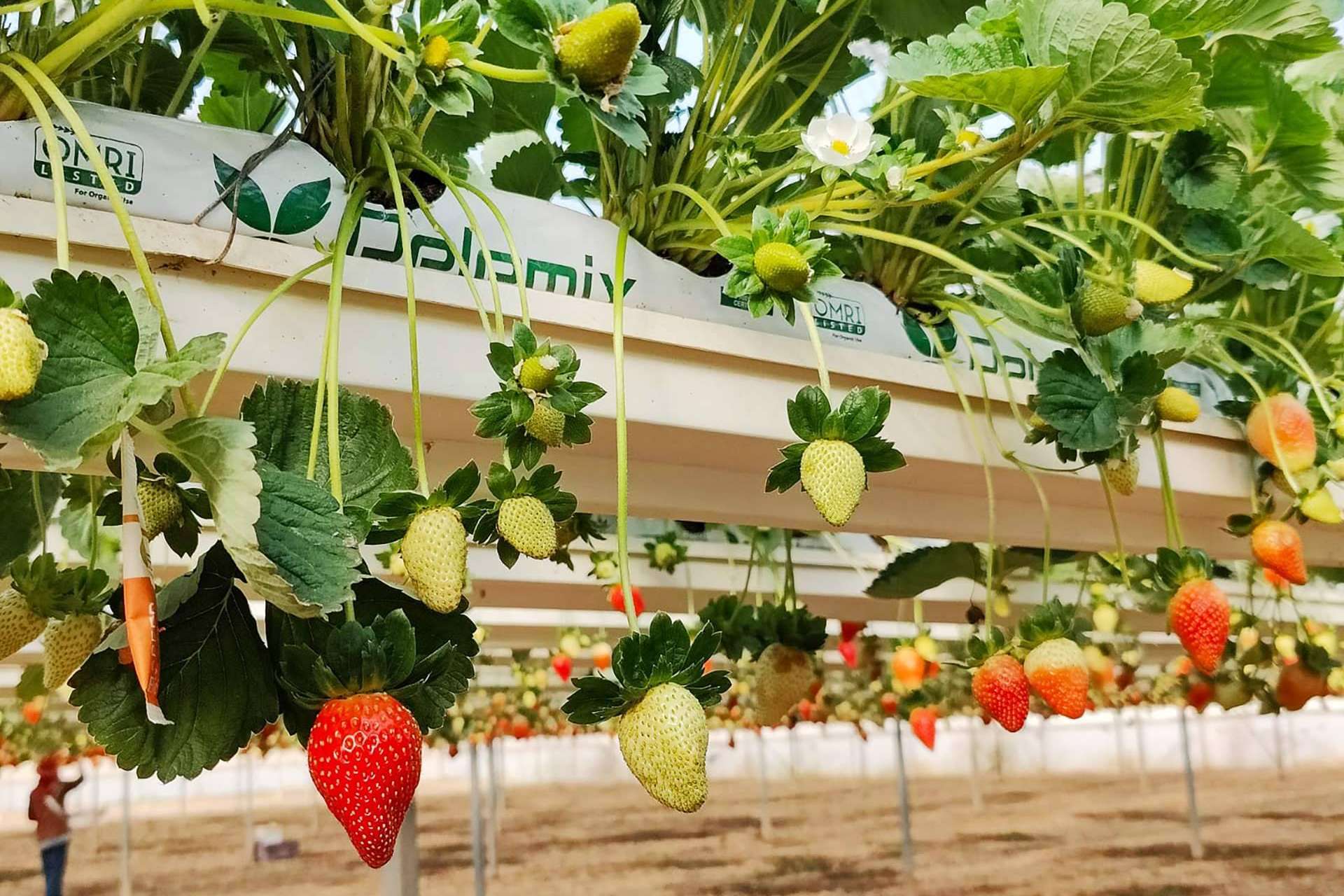 Innovación en la agricultura de la mano de Pelemix