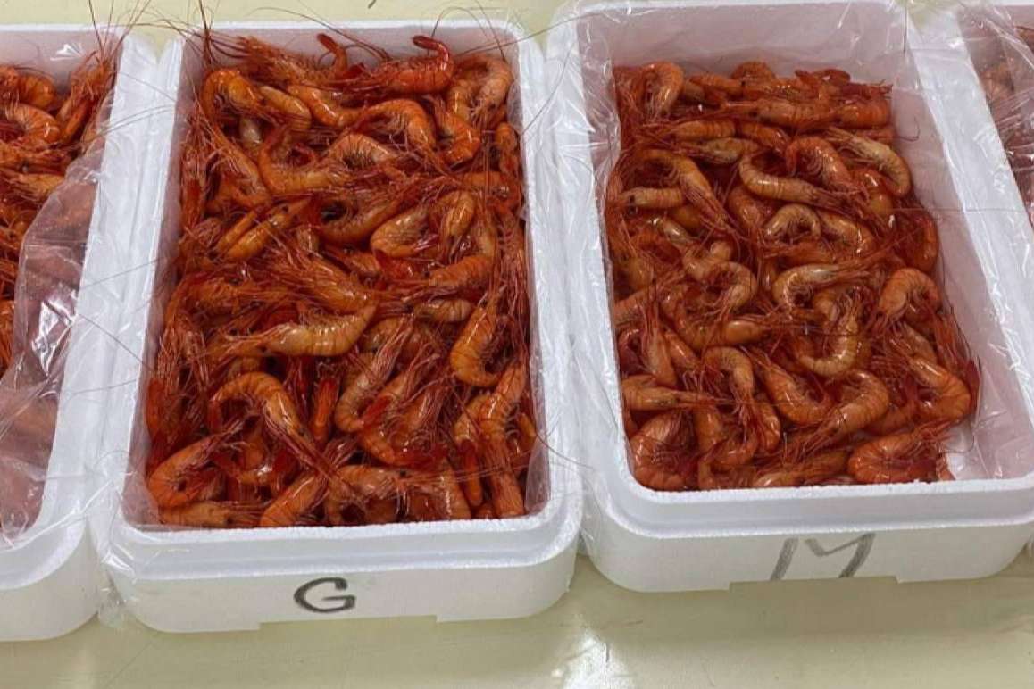 Comprar espardeñas, percebes y nécoras frescos en la tienda online Farodapalloza