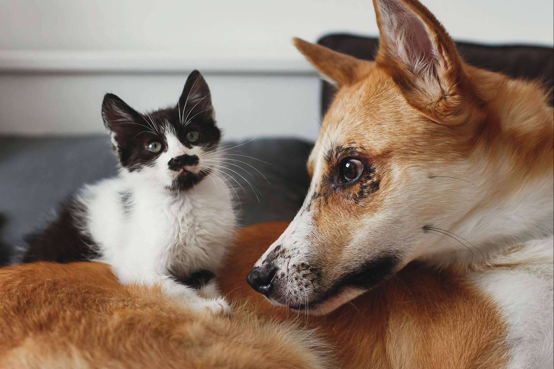 Adopción responsable de mascotas, en mascotasadopcion.com