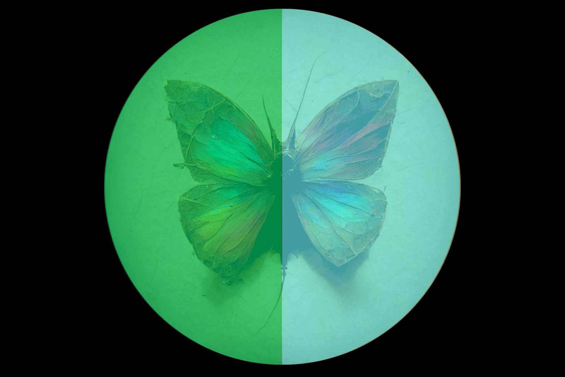 La colección 'Color Transformation Collection' del artista Antonio Sánchez