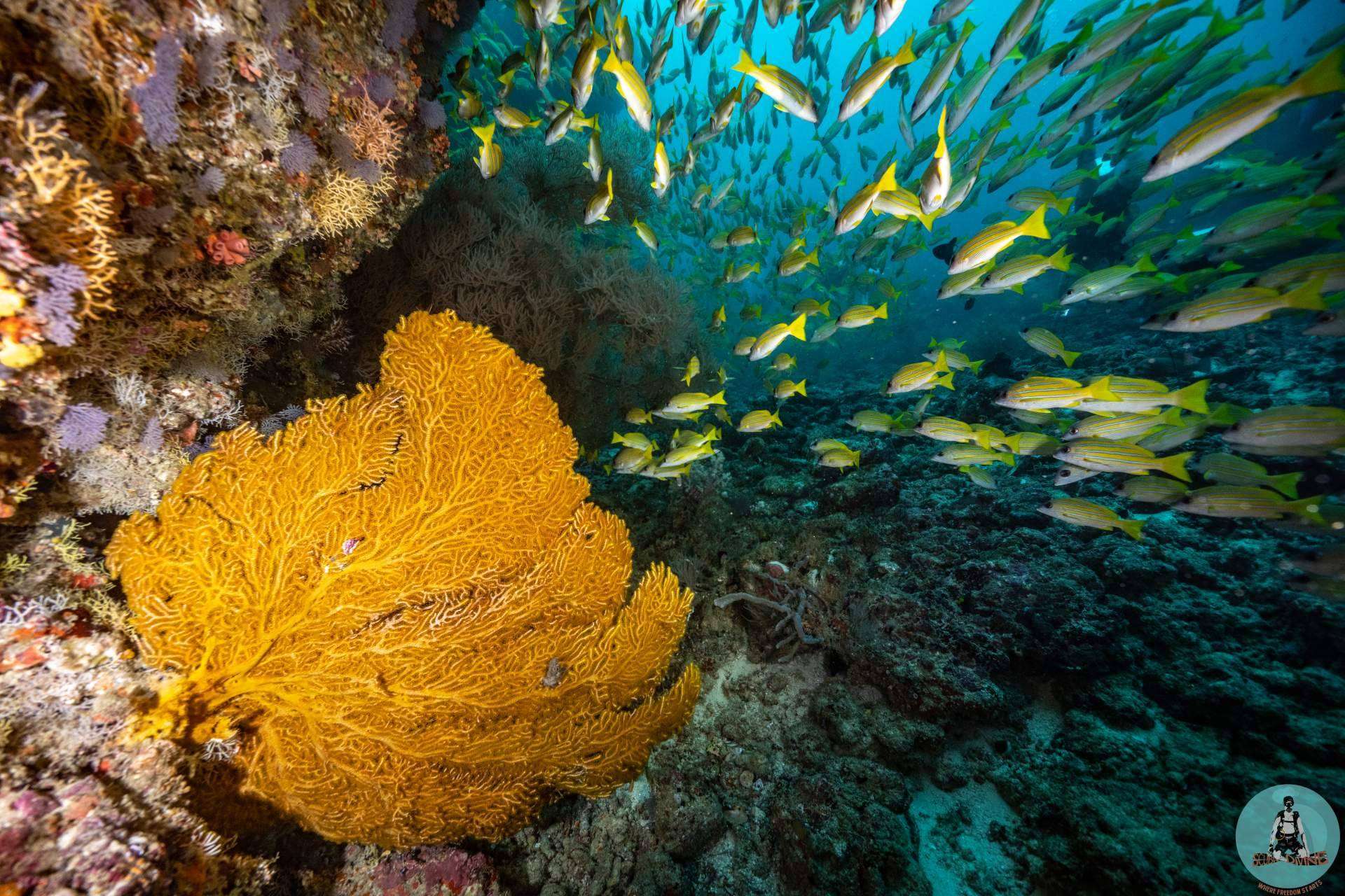 Scuba Finders; La start up tecnológica que revoluciona el mundo del buceo