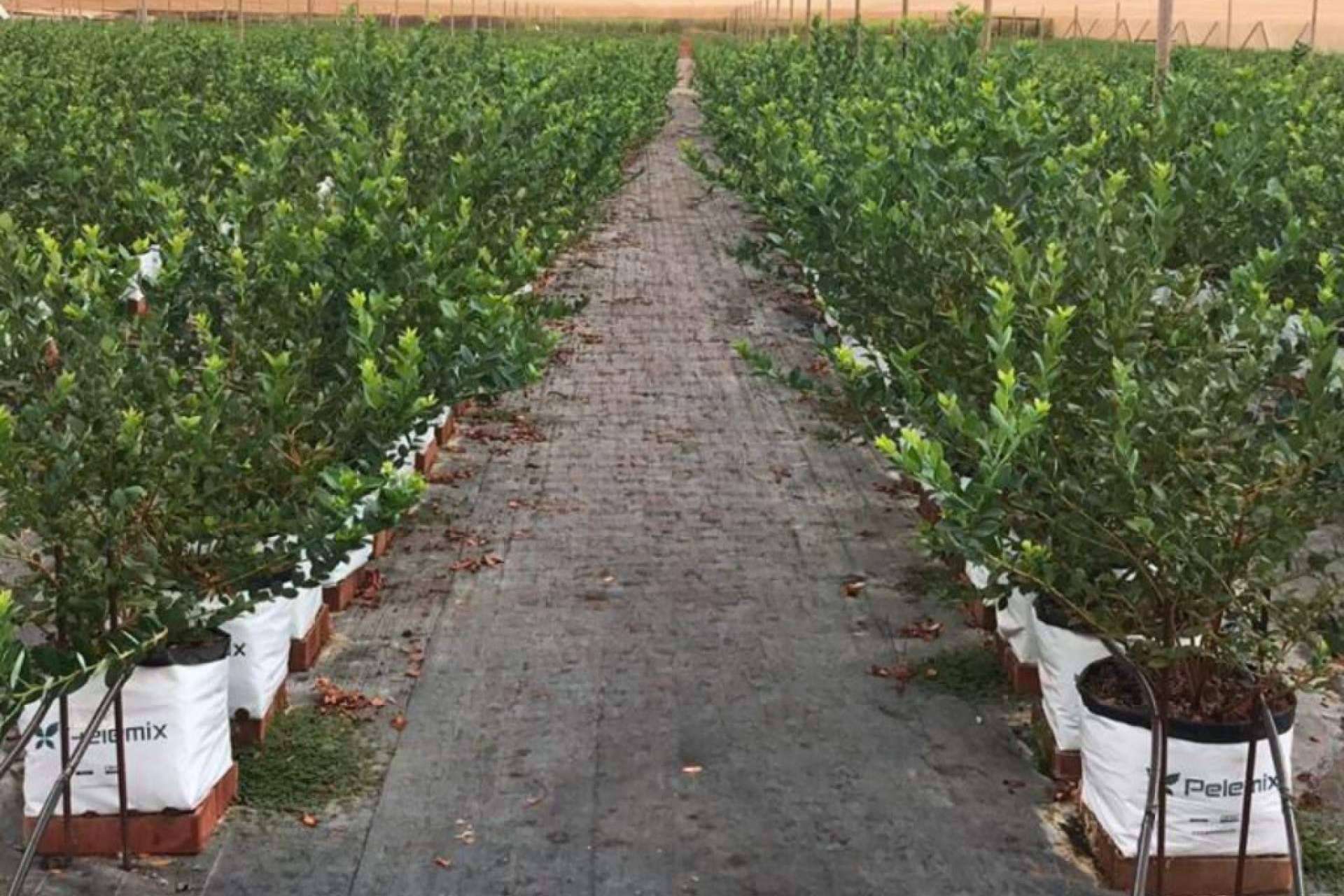 Los Open Tops (3B) de Pelemix combinan eficiencia y rendimiento en la producción de arándanos