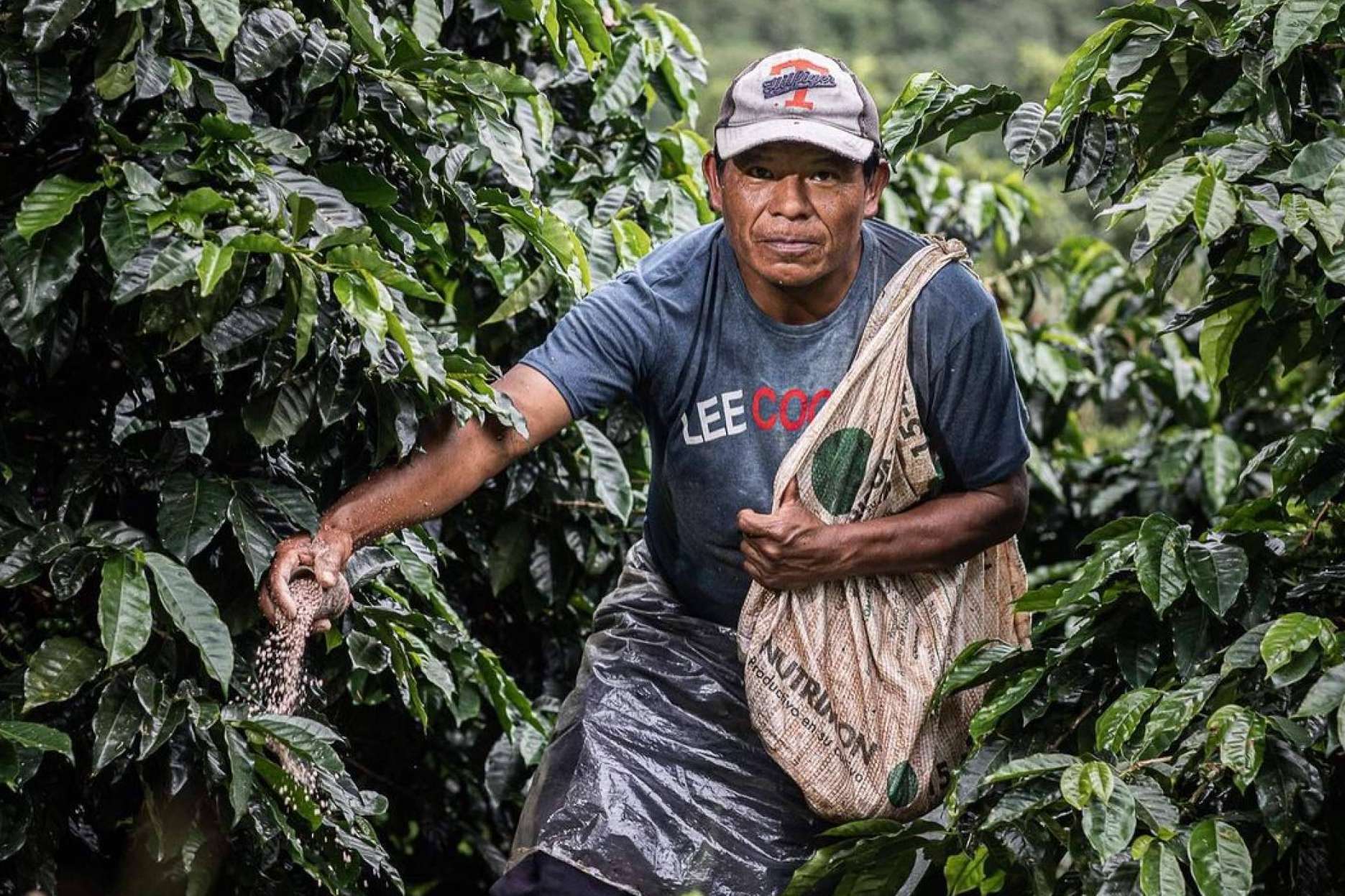 El auge del Café Catuai, una bebida que cautiva a los paladares exigentes