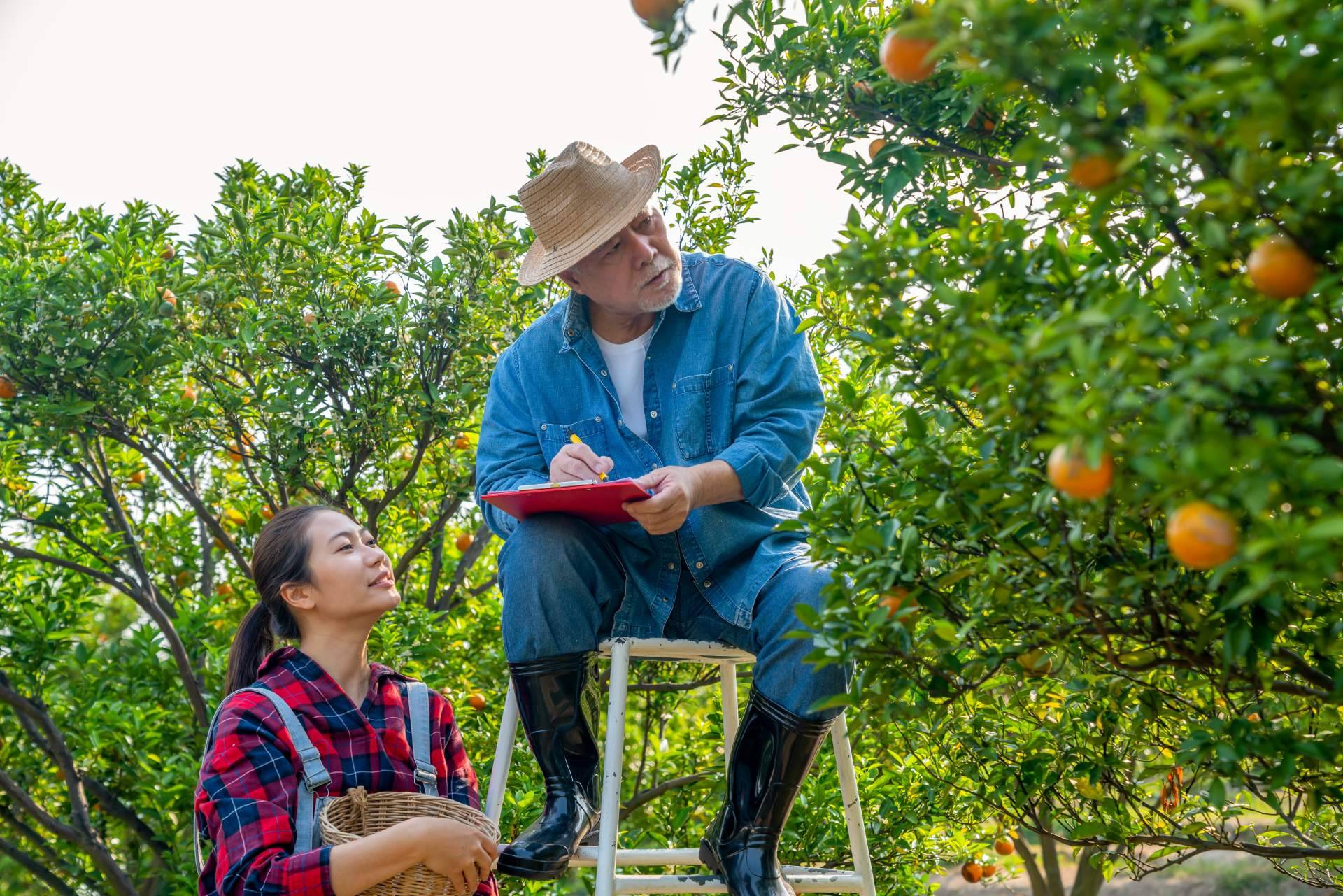Citrus Greening; Un desafío para la producción futura de zumos de naranja