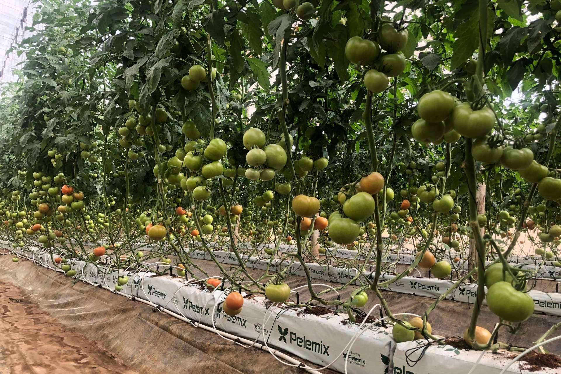 Crecimiento rentable y sostenible en el cultivo de tomates con Pelemix y sus sustratos de coco