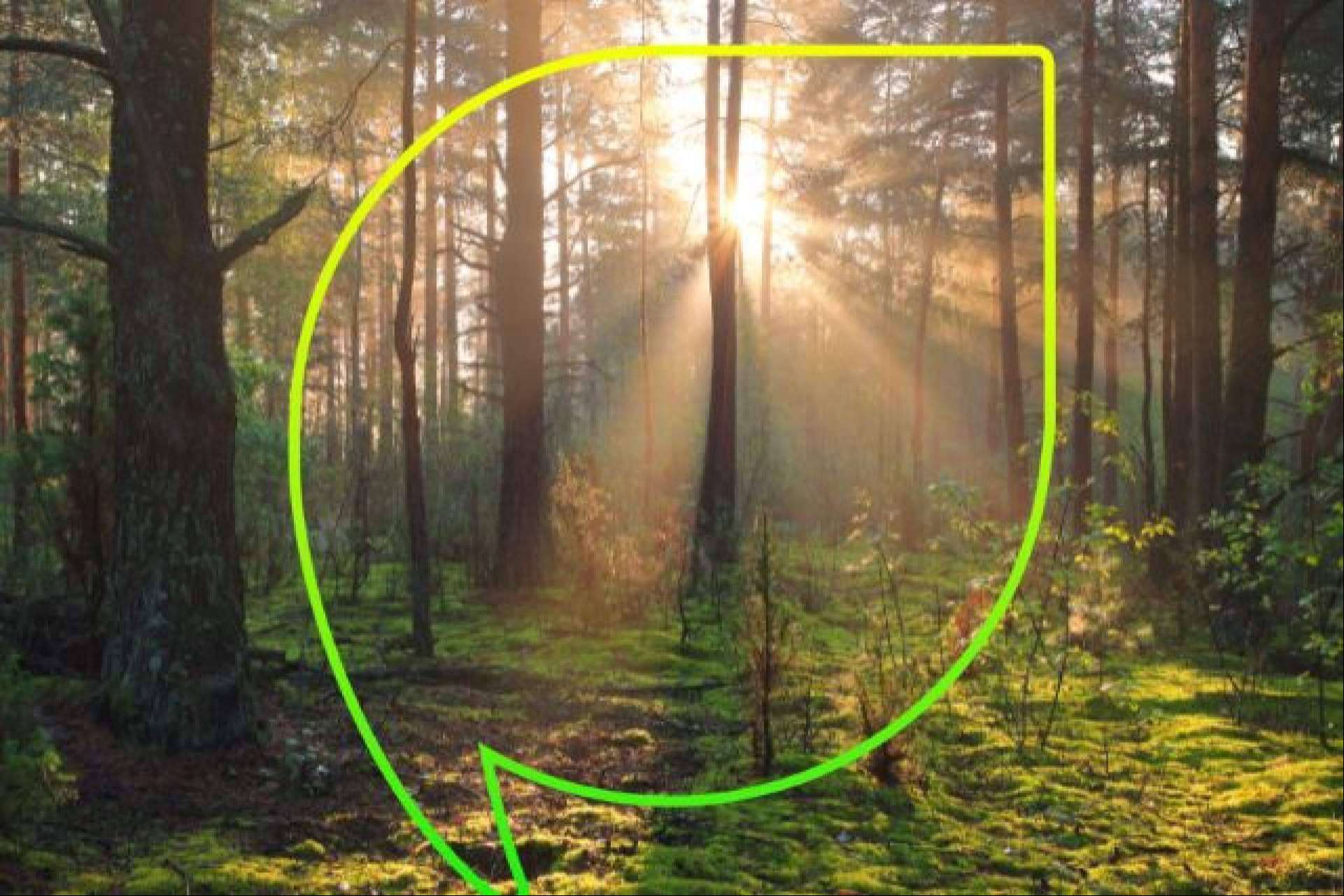 EccoForest, el bosque de EccoFreight que absorbe más de 635,000 kilogramos de CO2 al año