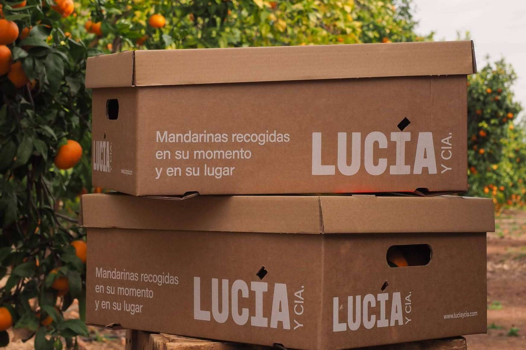 ¡La fruta de los atletas! Aguacates, mandarinas y naranjas del huerto a casa en 24 horas
