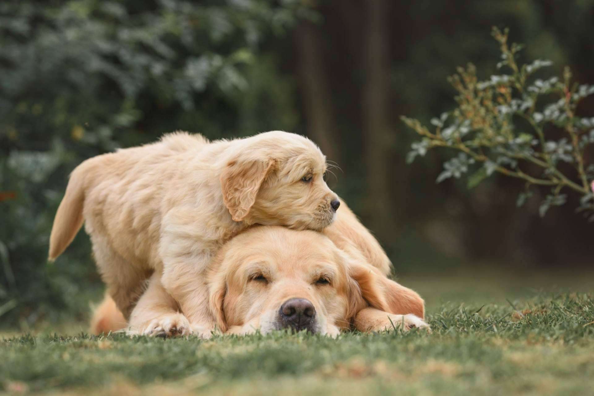 Alimentación natural y personalizada para cachorros, con Dogfy Diet
