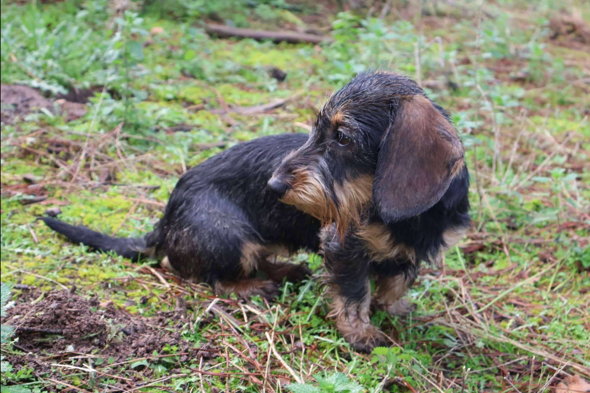 Los secretos detrás del cuidado de los cachorros de Teckel