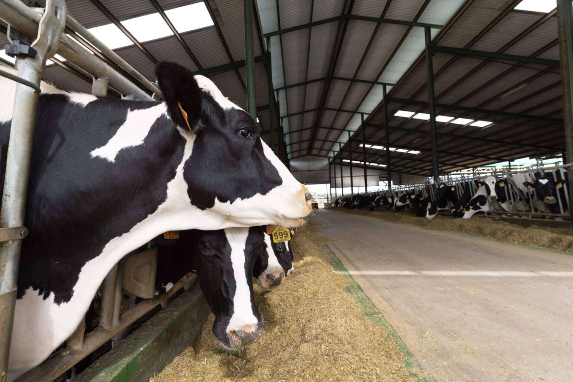 GO AQUAFARM entra en su etapa final; Hacia una gestión hídrica más sostenible en el sector ganadero
