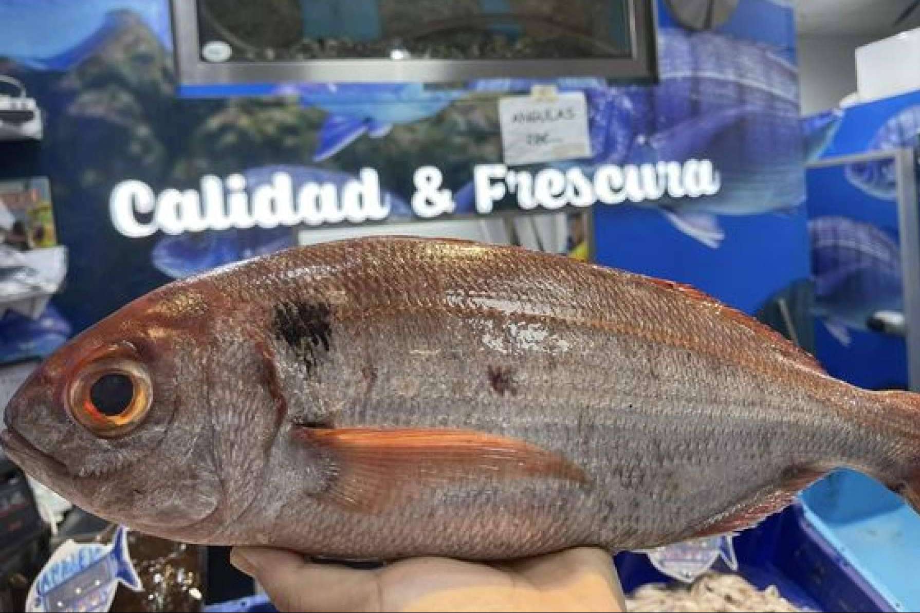 Pescados y mariscos selectos; la propuesta de Pescadería Younes Ceuta en Ceuta