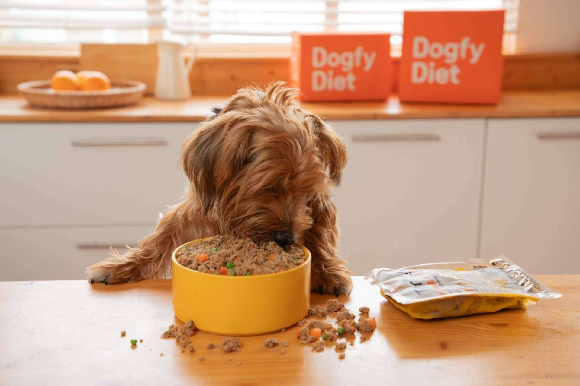 Dogfy Diet refuerza la importancia de una alimentación saludable para perros