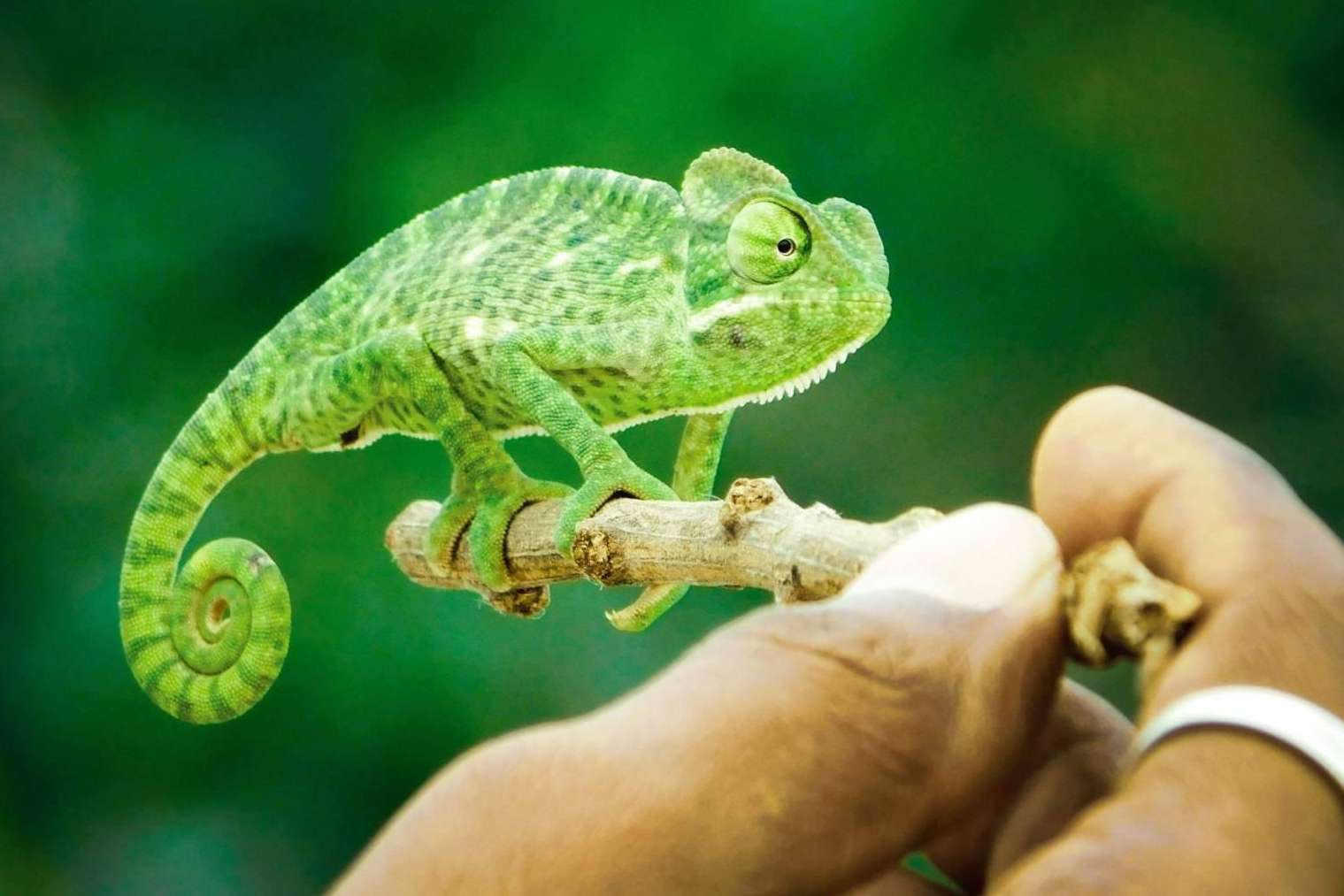 Venta de animales exóticos; Mascotas en MascotasAlgama.com