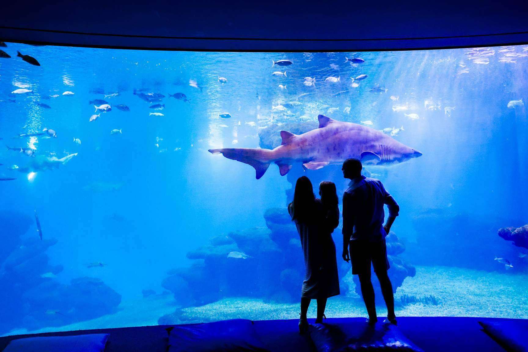 Palma Aquarium lanza ‘Som de la Mar’ con una fiesta benéfica y una programación especial cada mes