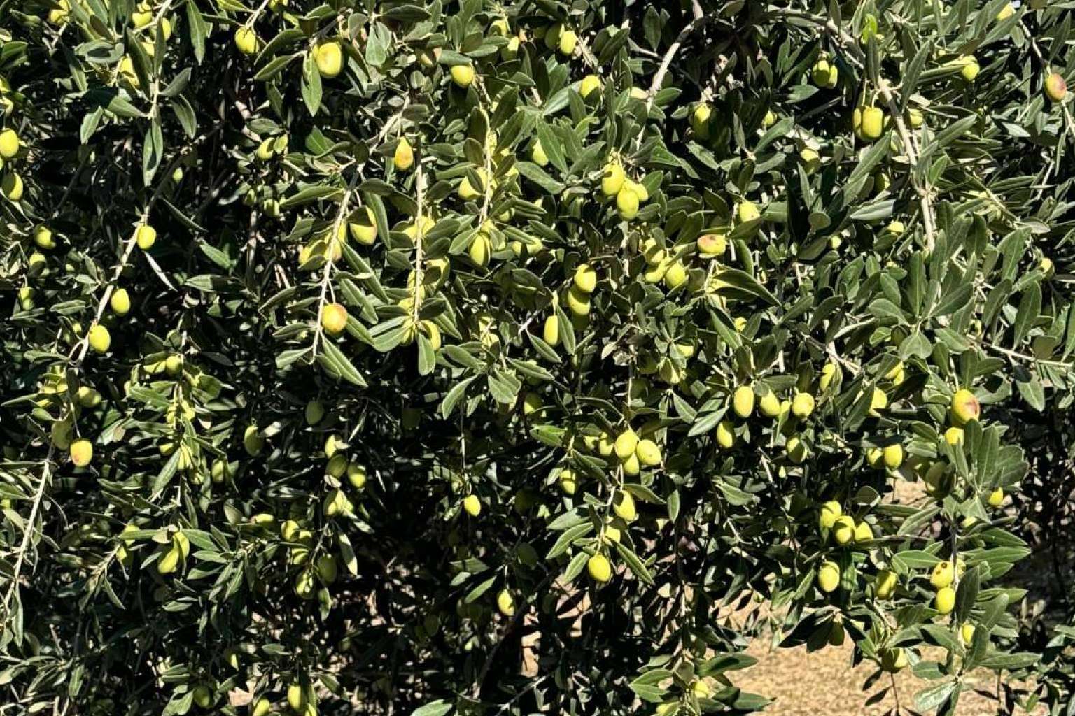 Tercio de las Torres, una tradición familiar de aceites de oliva gourmet con denominación de origen