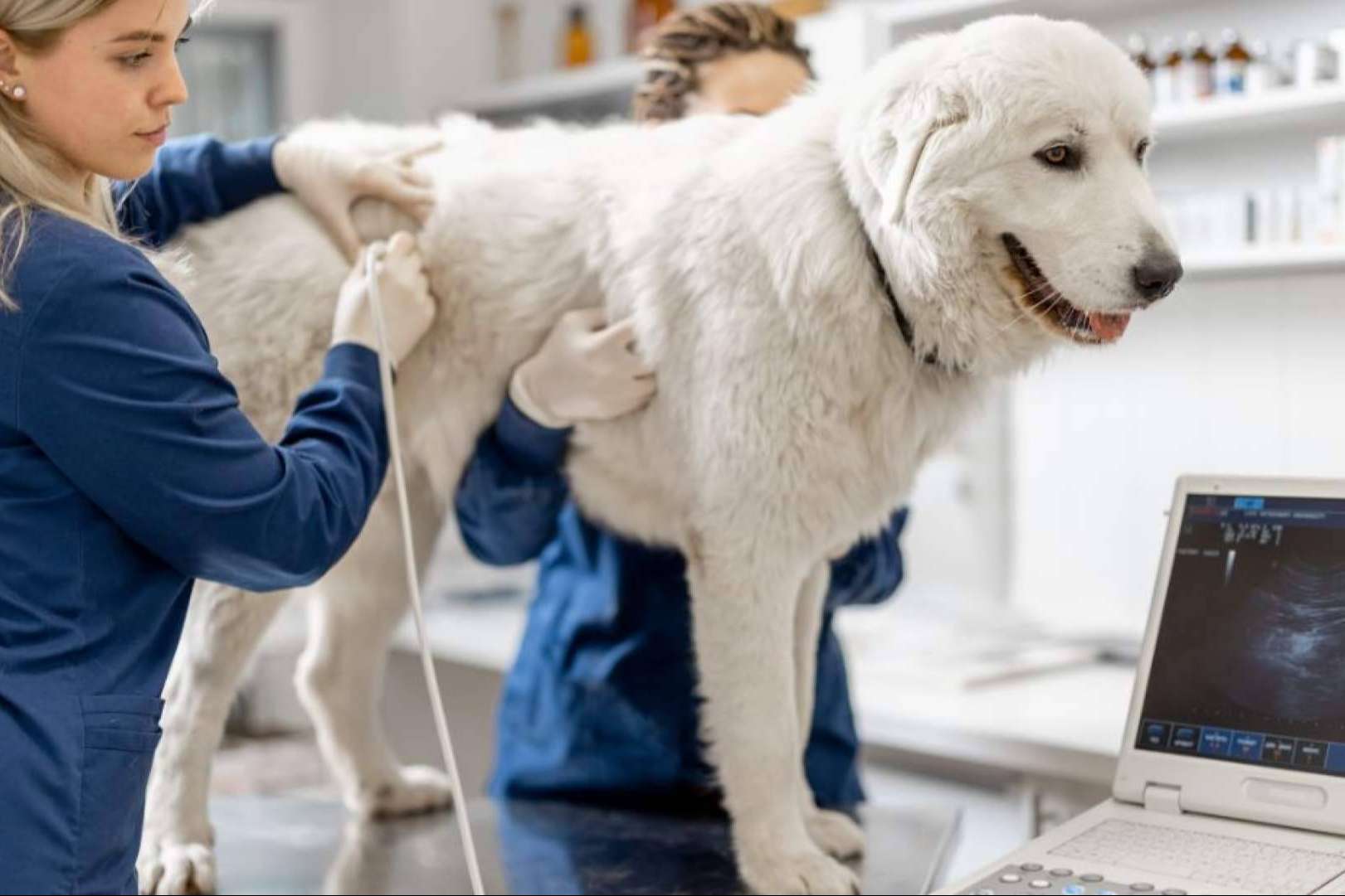 GestorVet Optimiza la Gestión y Cumple con la Normativa del Sector Veterinario