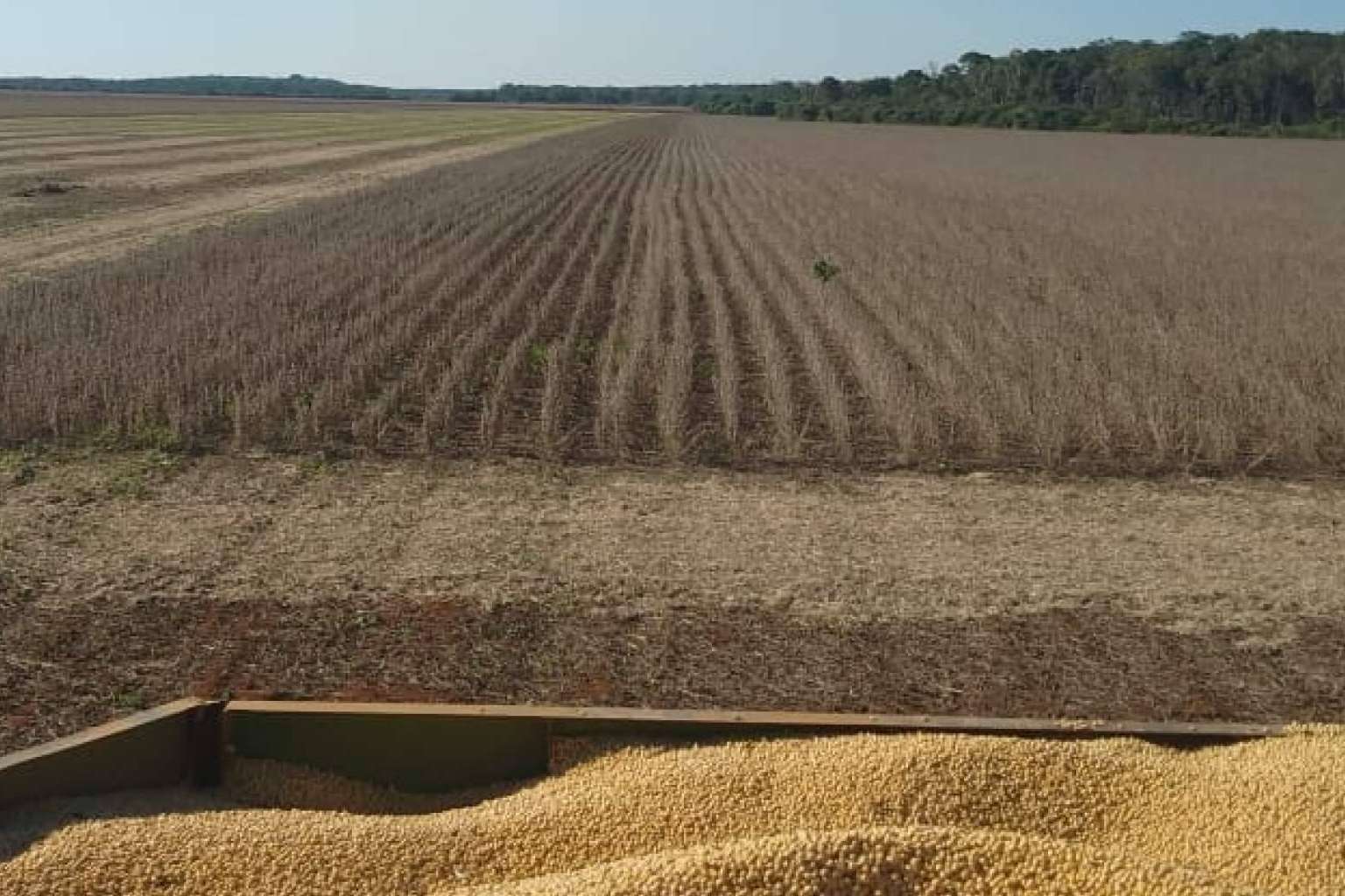 El auge de la soya en la Península de Yucatán; Oportunidad económica y desarrollo sustentable