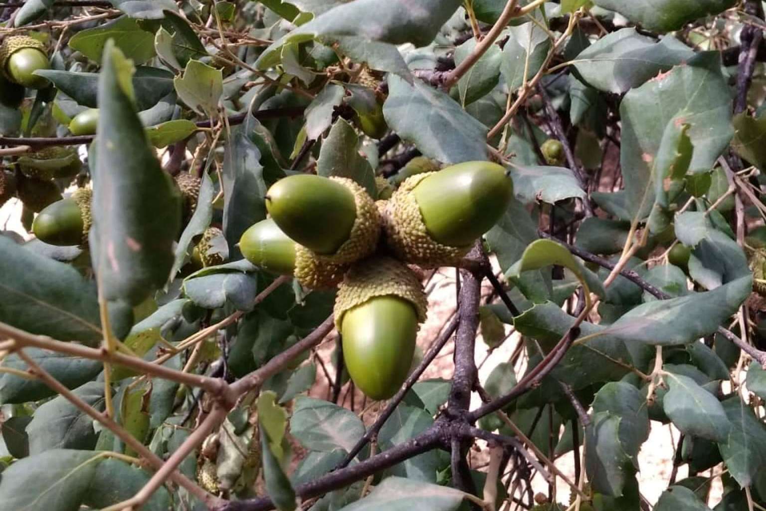 Montanera Finca Roncales