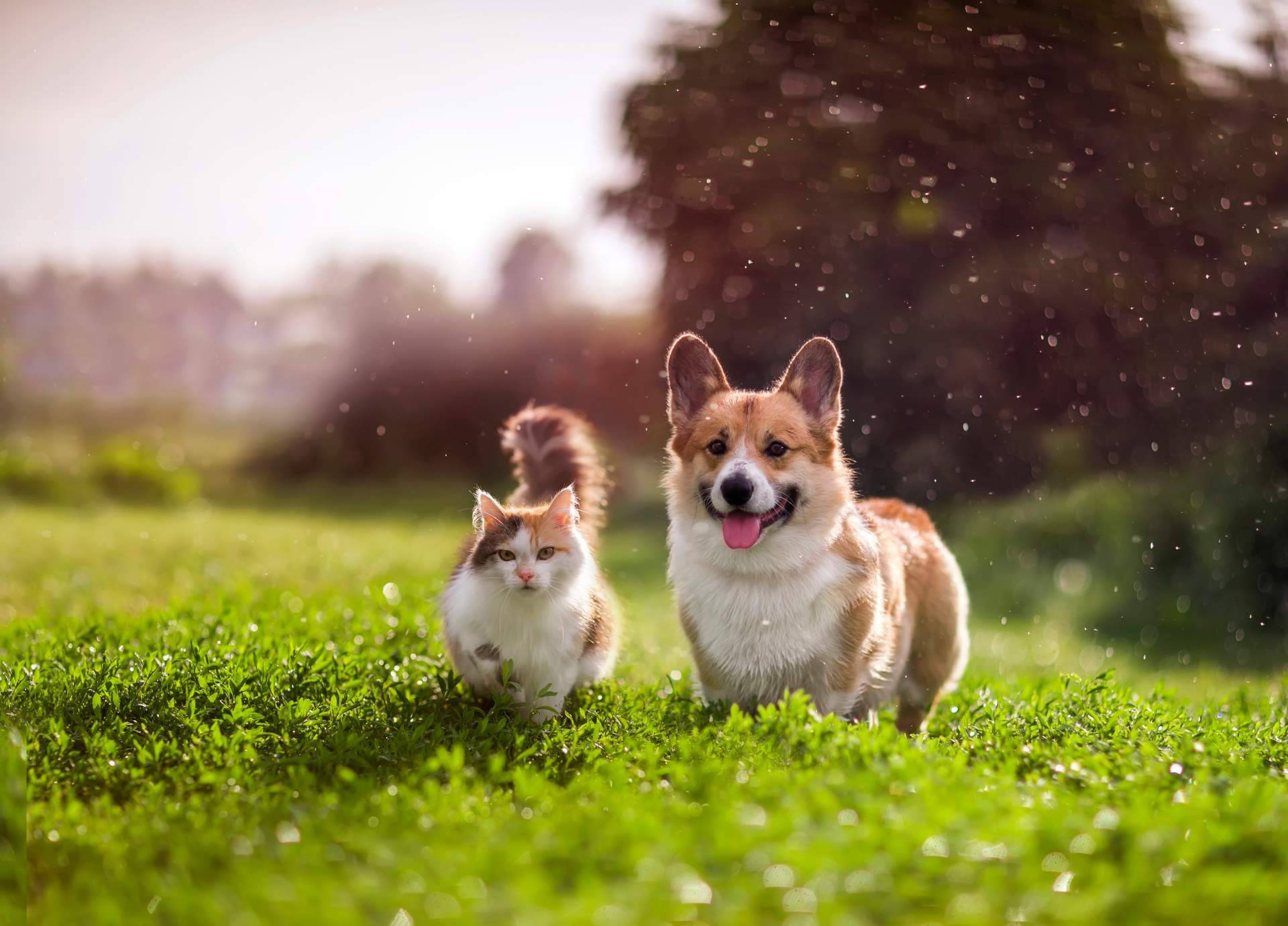 La alimentación natural en perros y gatos, una alternativa clave para su bienestar