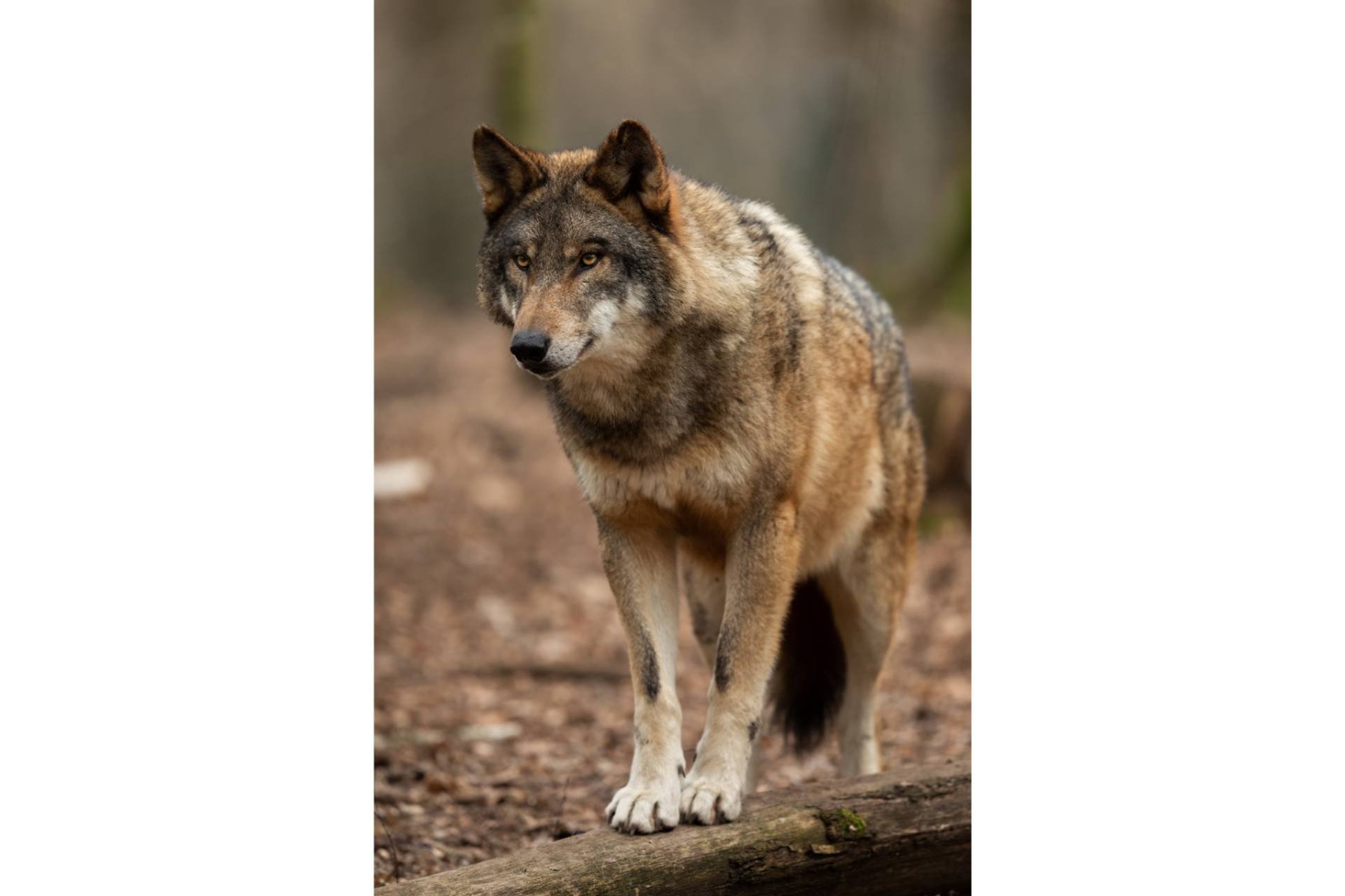 Naturaleza y terror se cruzan en las historias de lobos escritas por Diego de Membiela