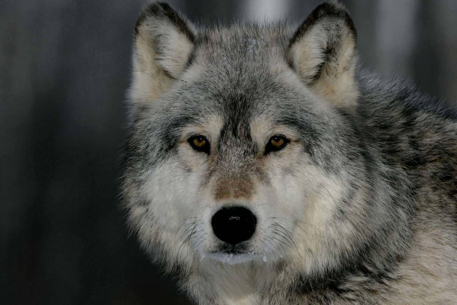 Historias con lobos como espejo del alma, la nueva propuesta literaria de Diego de Membiela
