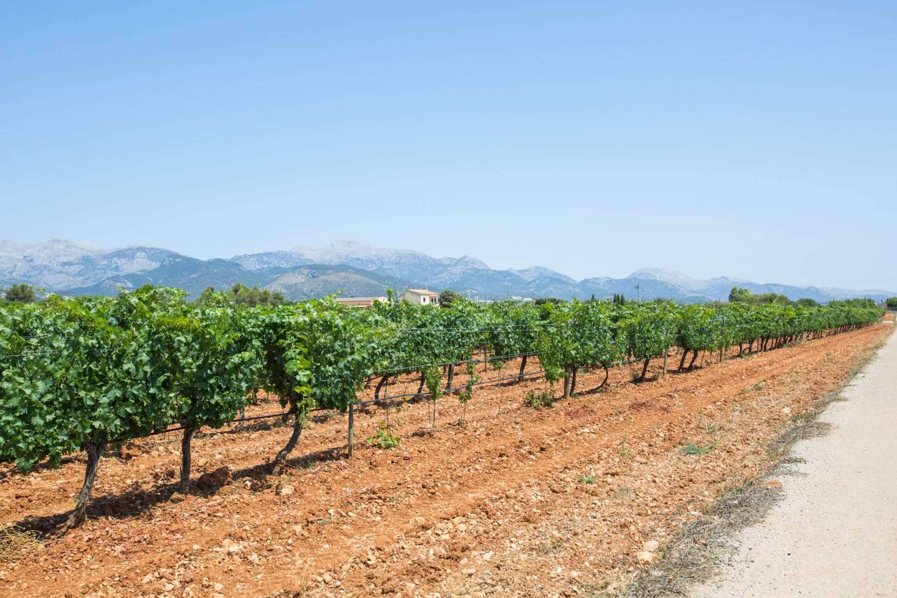 Vacalia refuerza su catálogo con estancias ideales para vivir el vino en Mallorca desde el corazón del viñedo