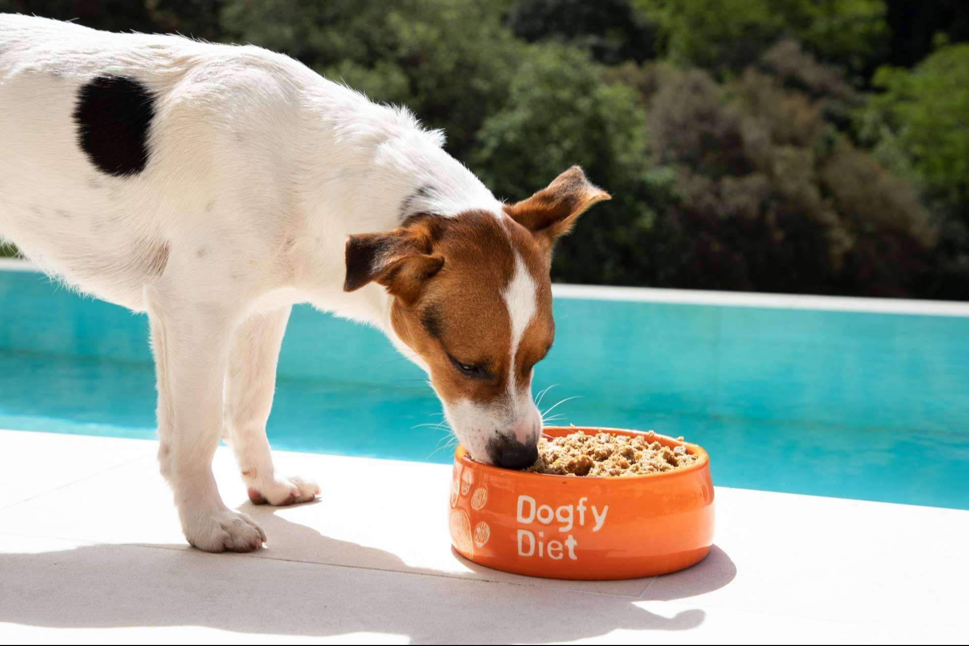La alimentación natural para cachorros gana espacio en la nutrición canina gracias a la propuesta de Dogfy Diet