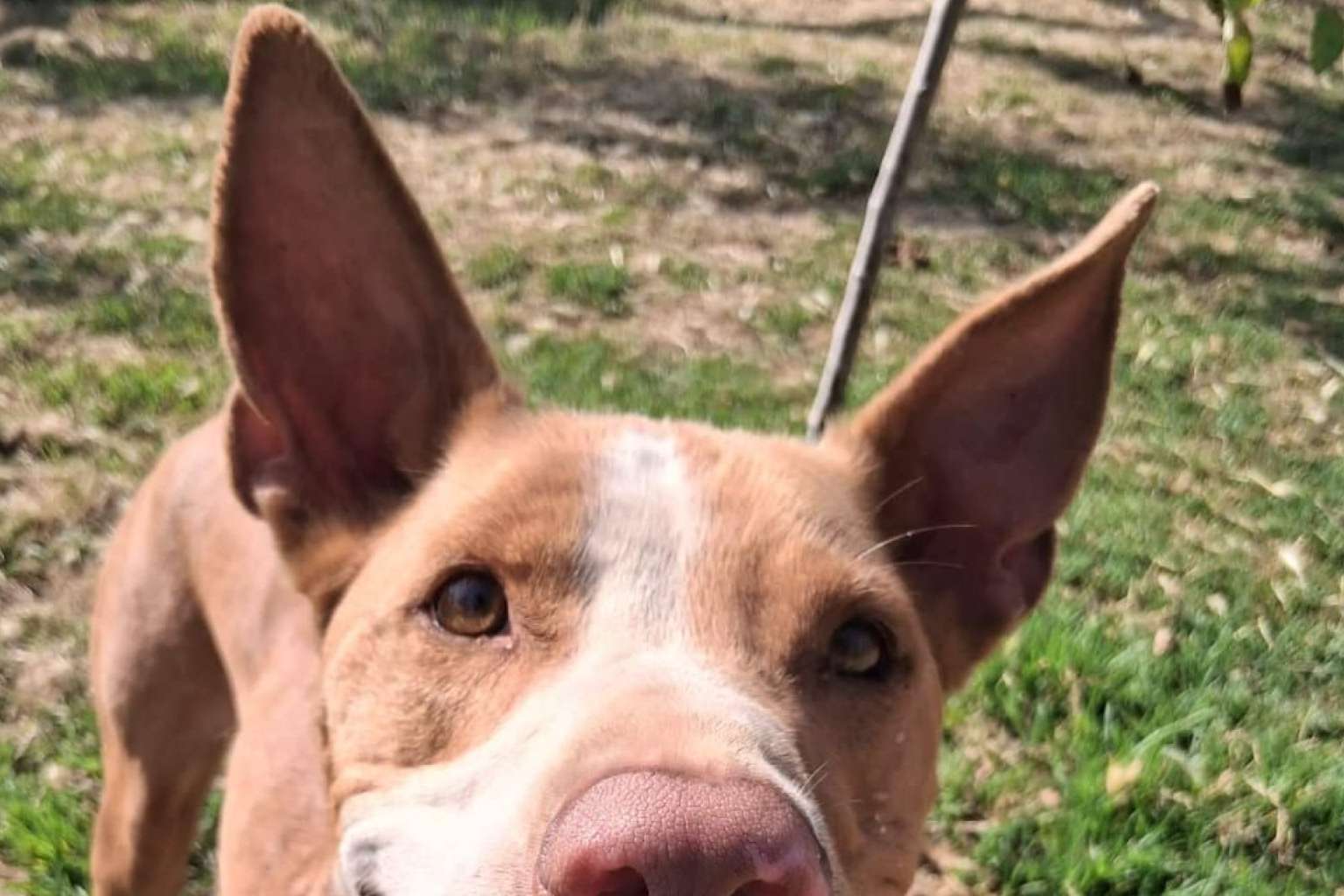 SOS Salvando Vidas; refugio y esperanza para perros en situación crítica