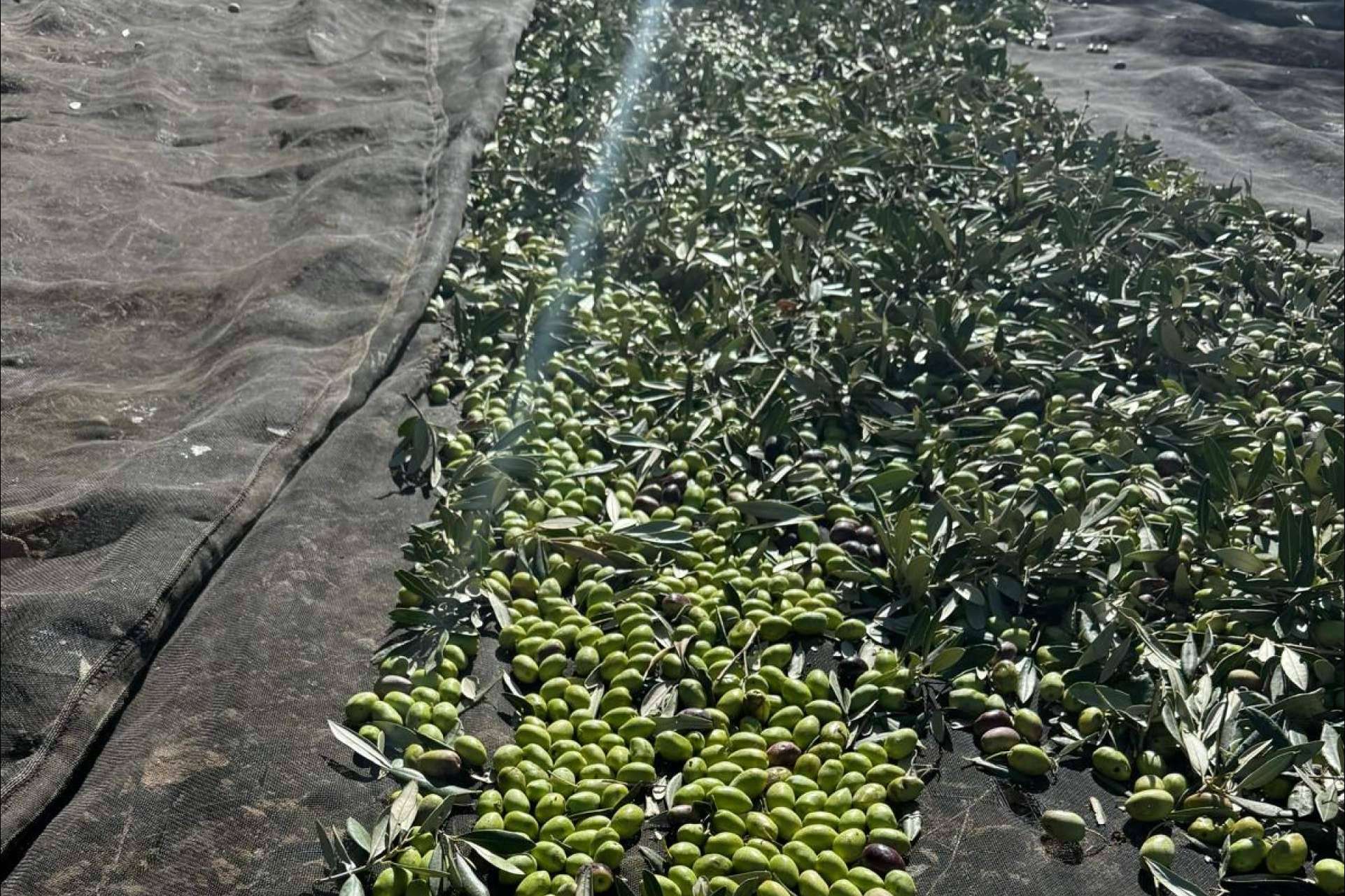 Tercio de las Torres; el sabor que nace de una historia real