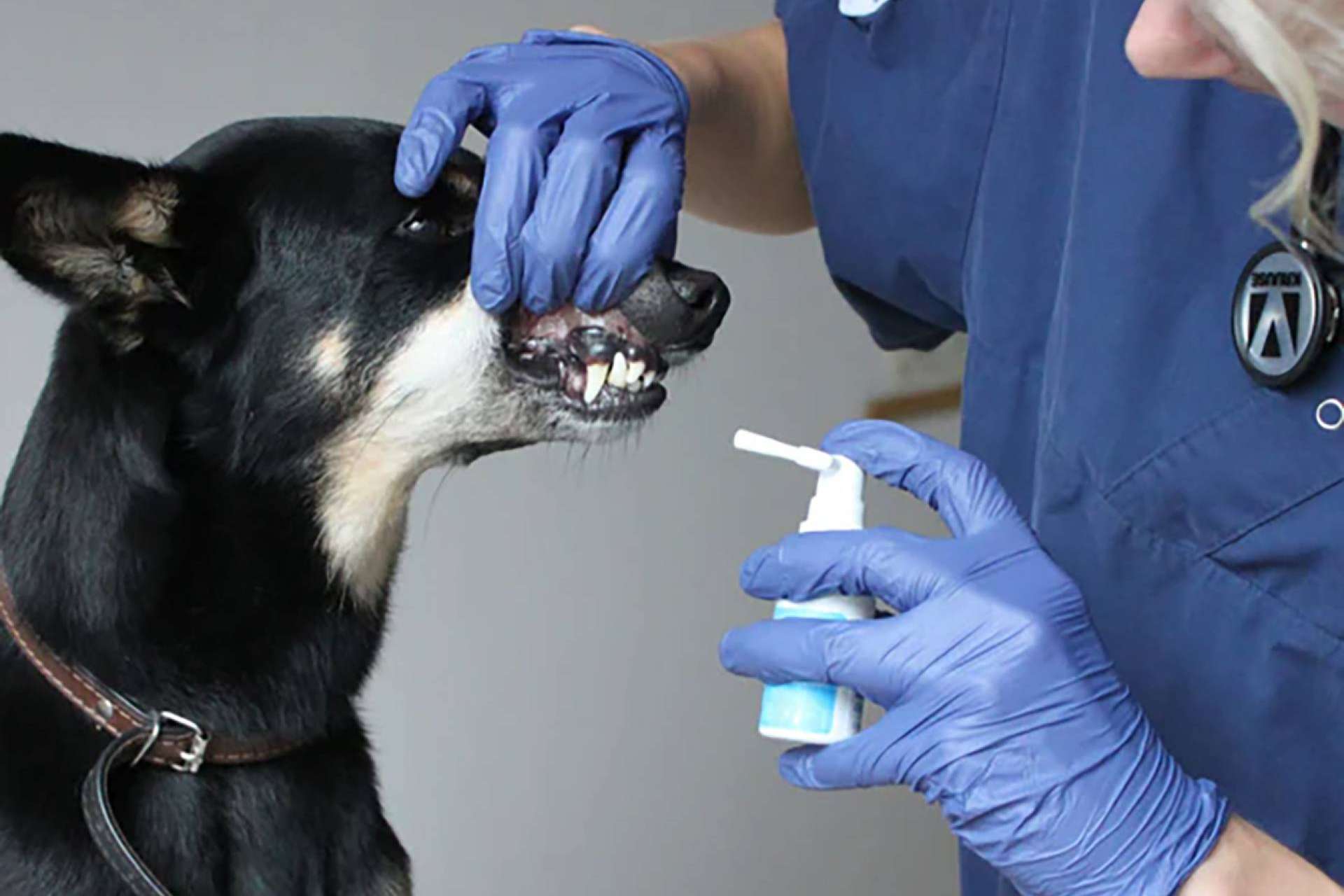 Kalzyme; innovación en el cuidado bucodental para mascotas